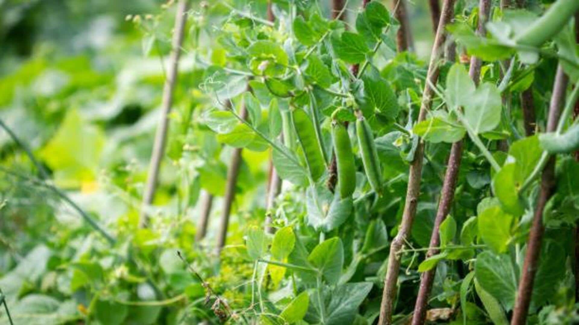 Pea plant: A natural remedy for haircare 