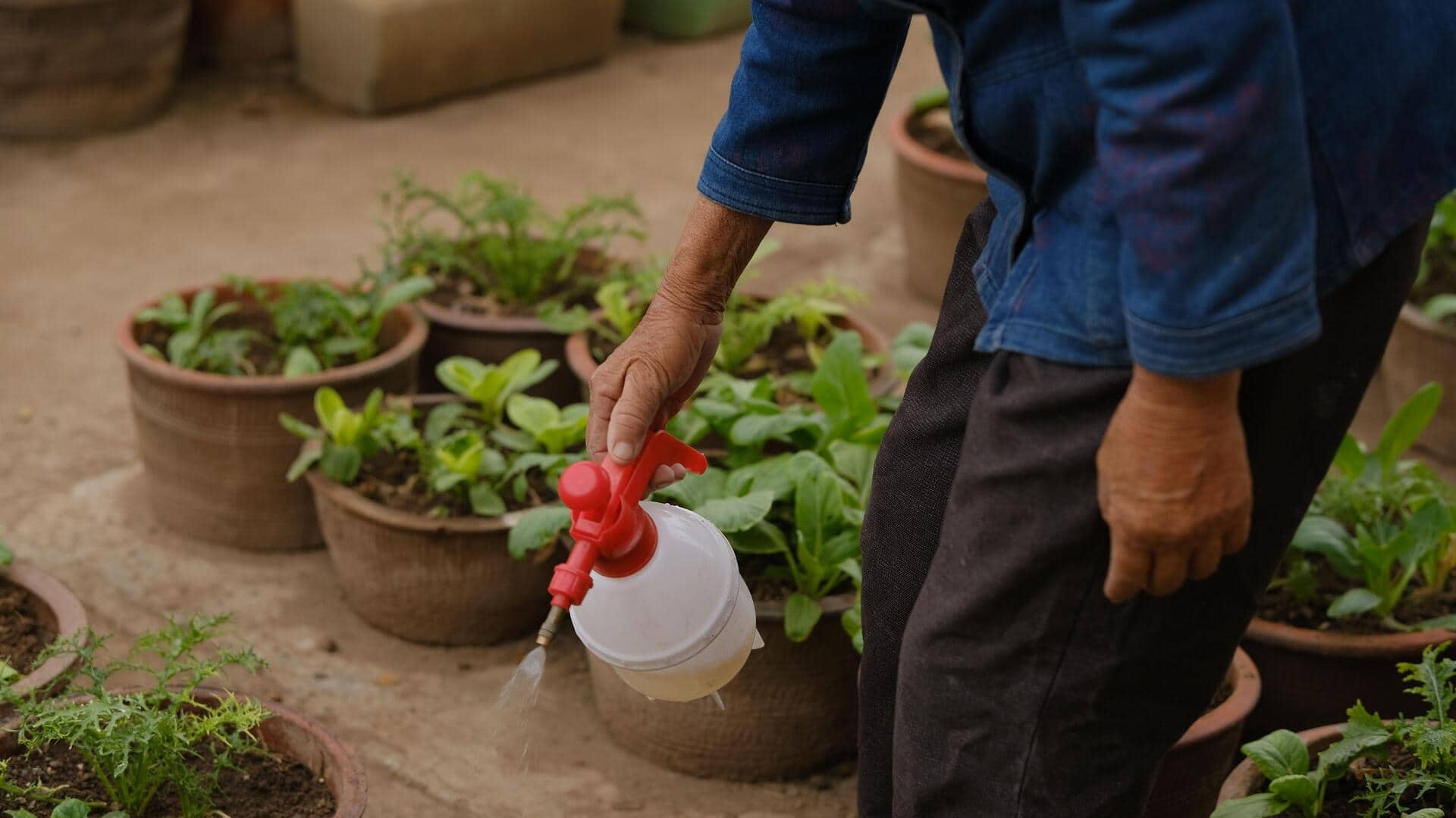 How to grow ginger in recycled containers