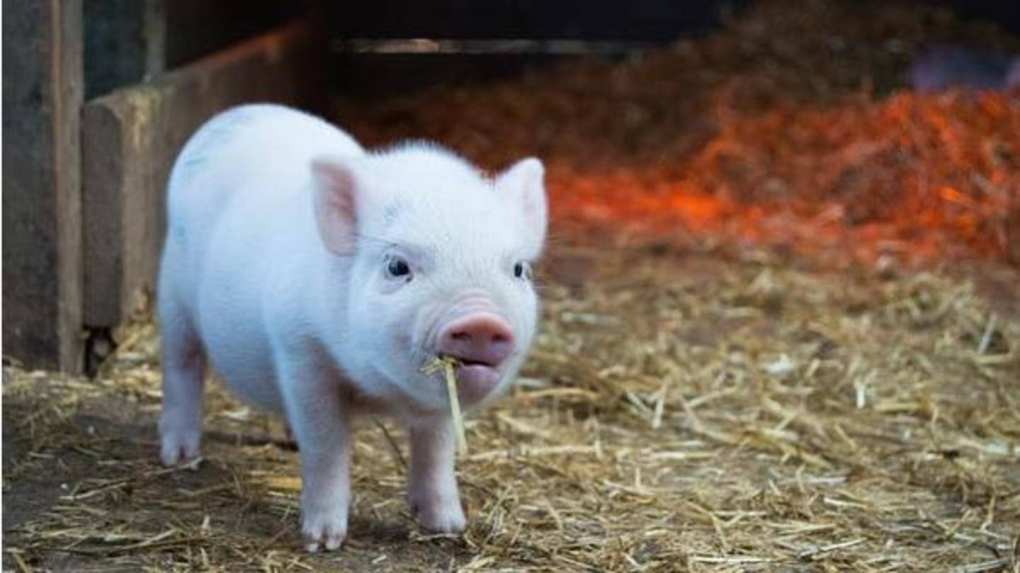 Experiments on xenotransplantation Experiments on xenotransplantation