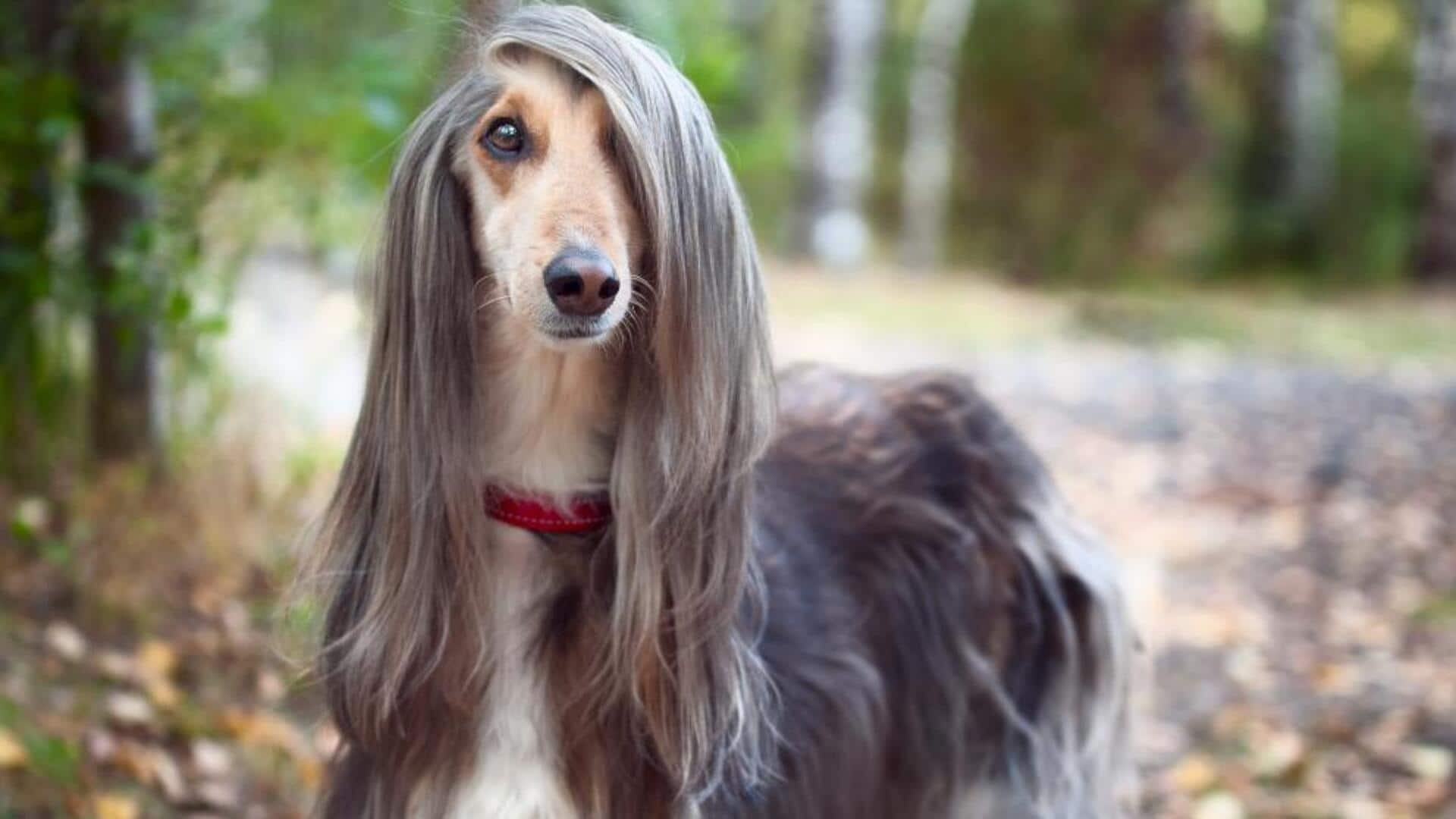 Essential grooming tips for your Afghan Hound dog