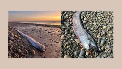 Rare 'doomsday fish' spotted again in Southern California