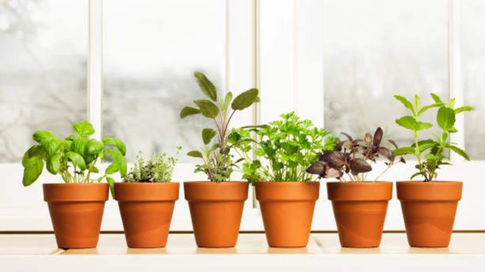 How terracotta pots improve indoor plant health