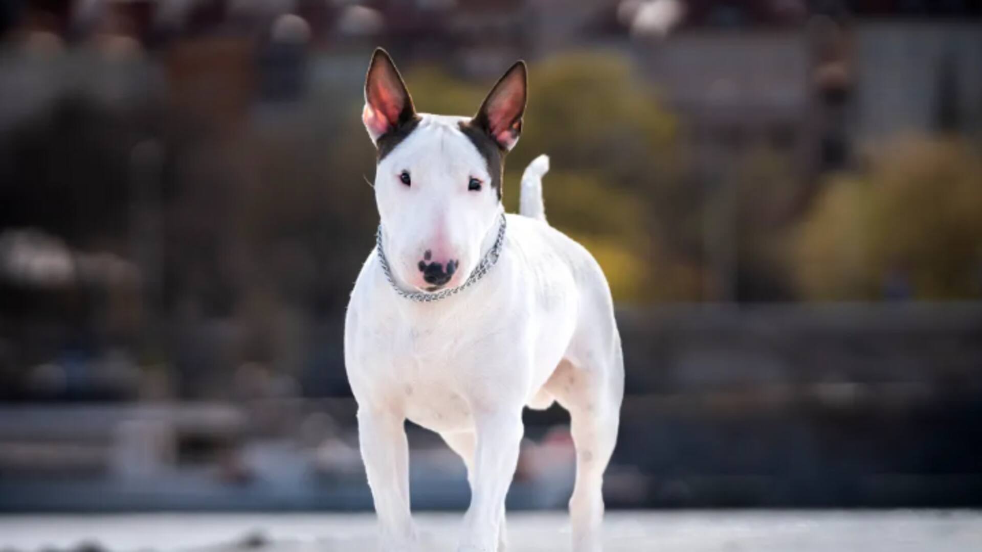 Tips to ensure joint health in Bull Terriers