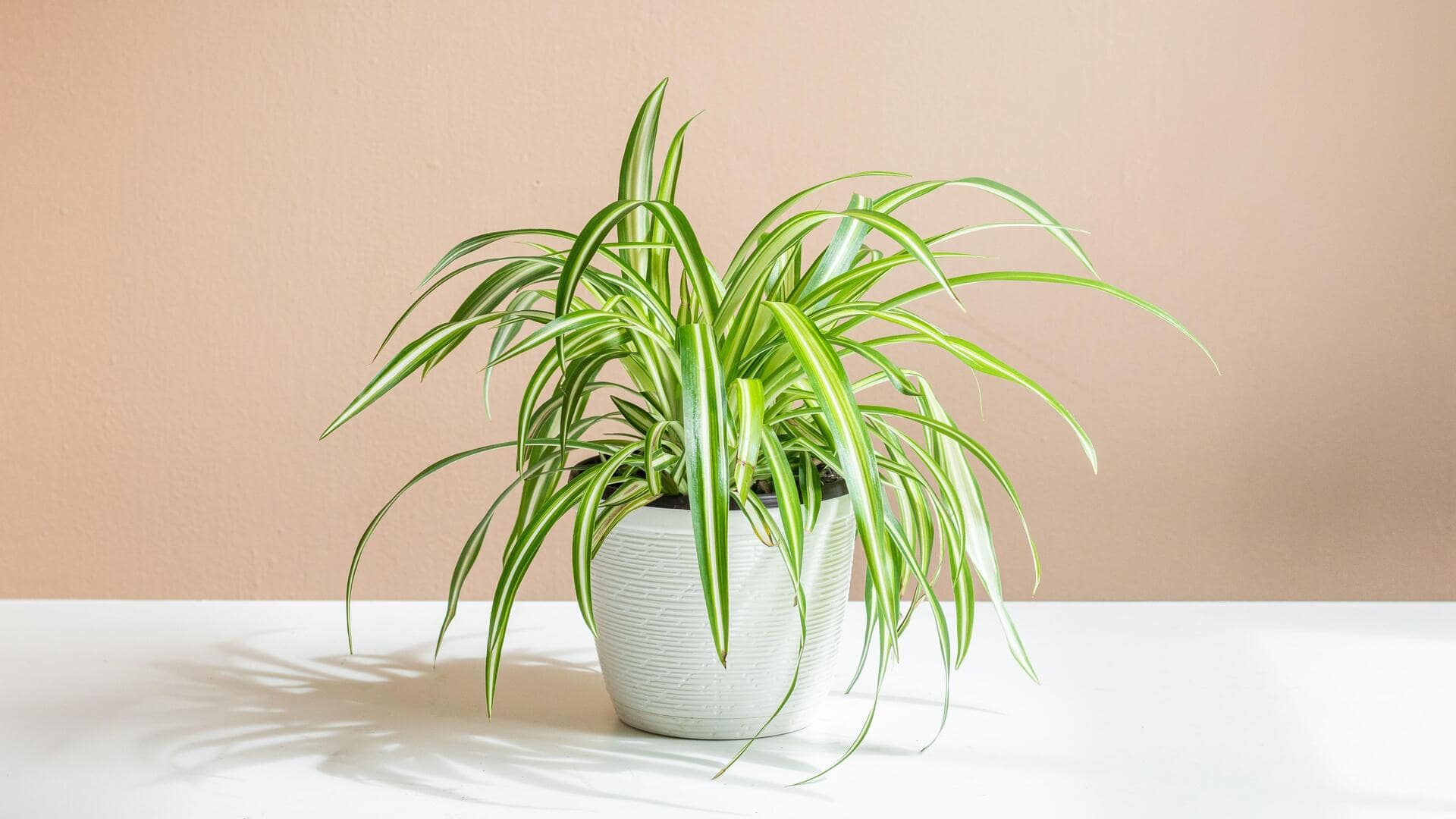 5 dog-safe indoor plants you should get home