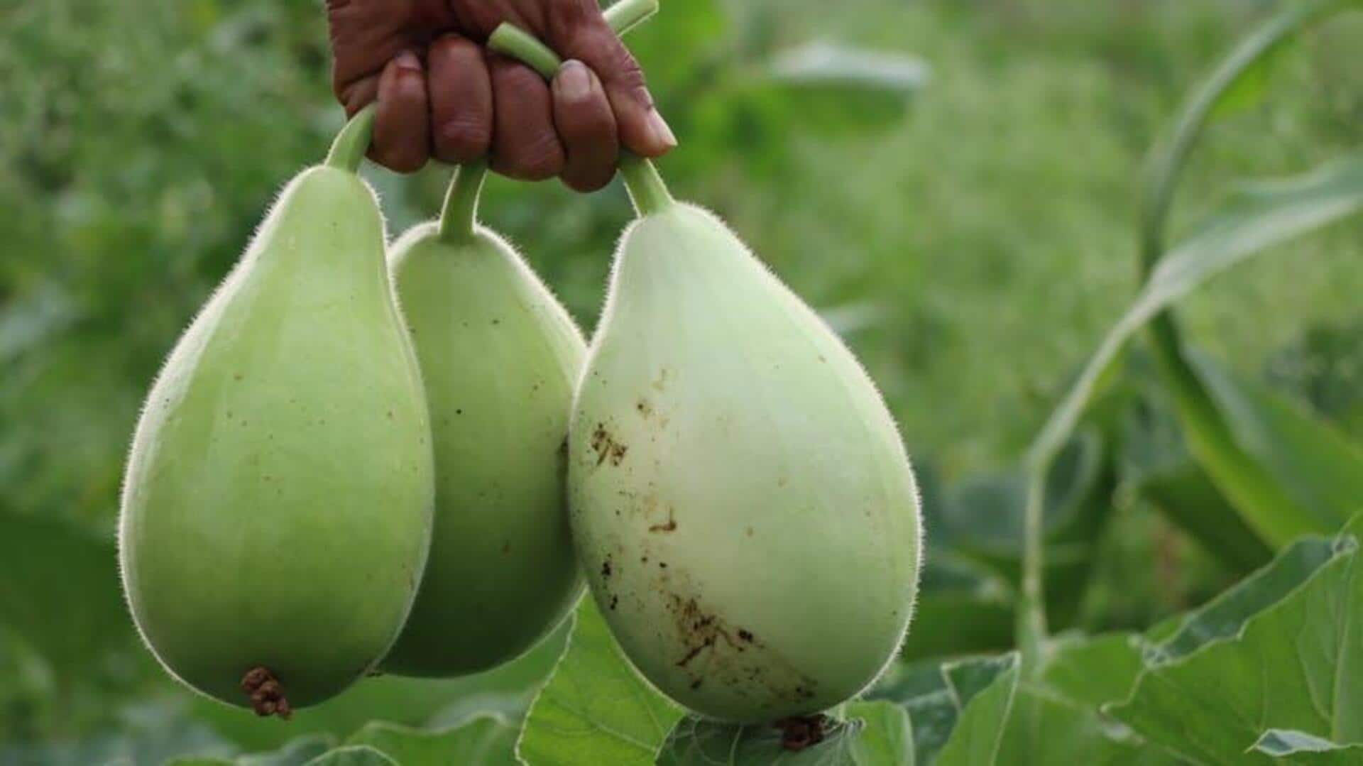 5 delightful recipes using bottle gourd 5 delightful recipes using bottle gourd