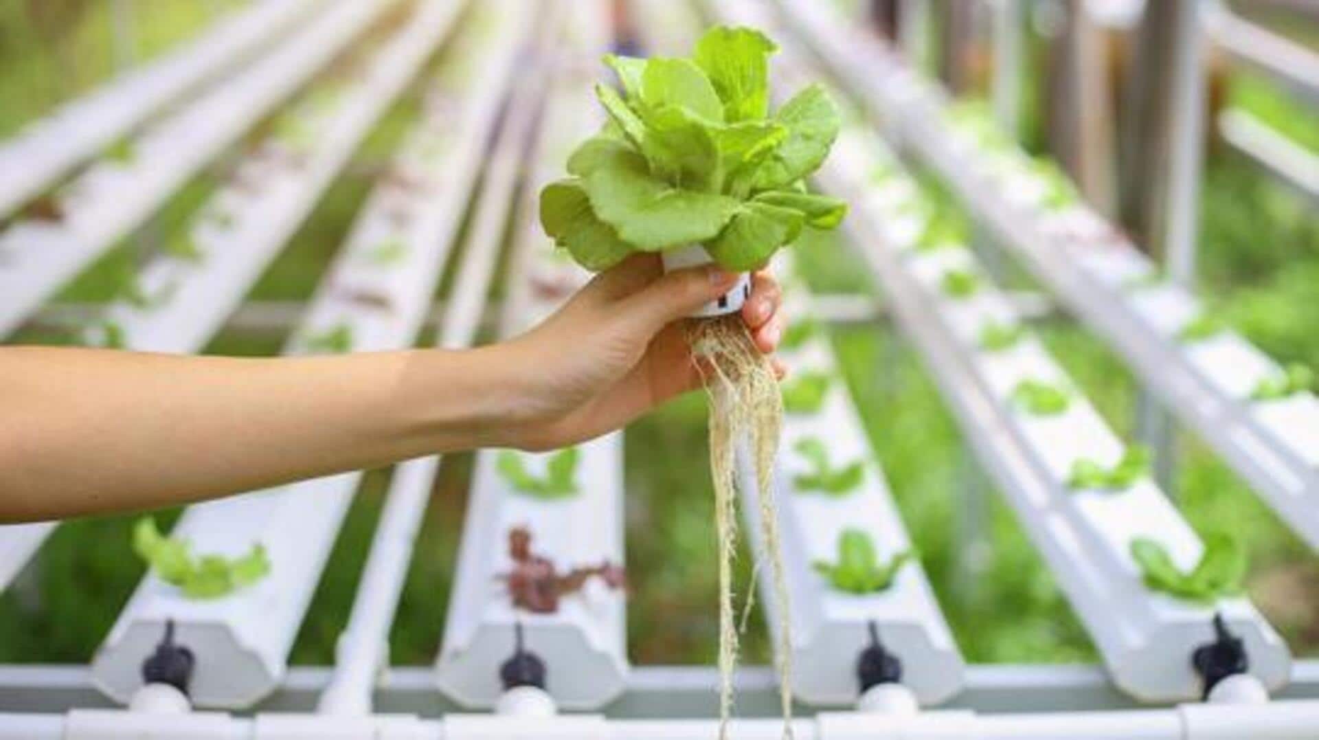 Hydroponics 101: 5 soil-less plants to grow