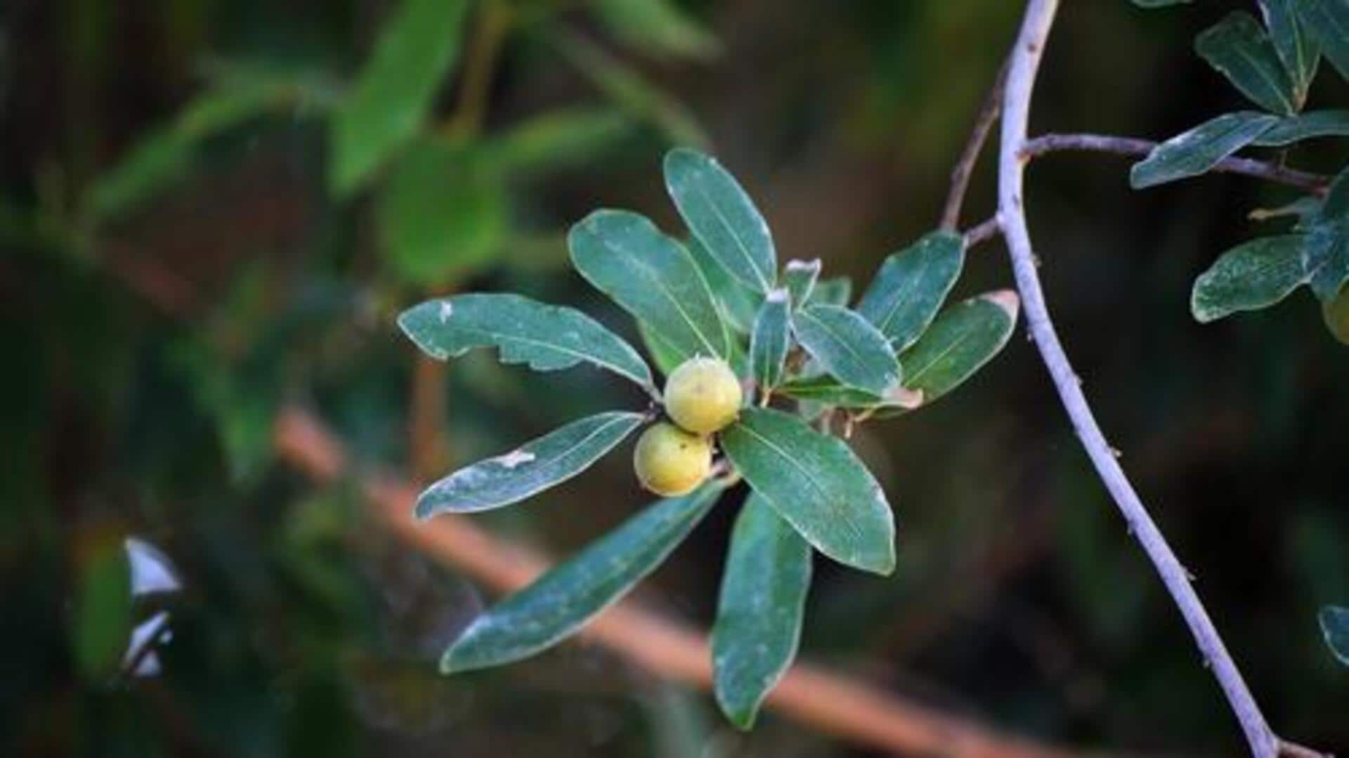 What is jackalberry?