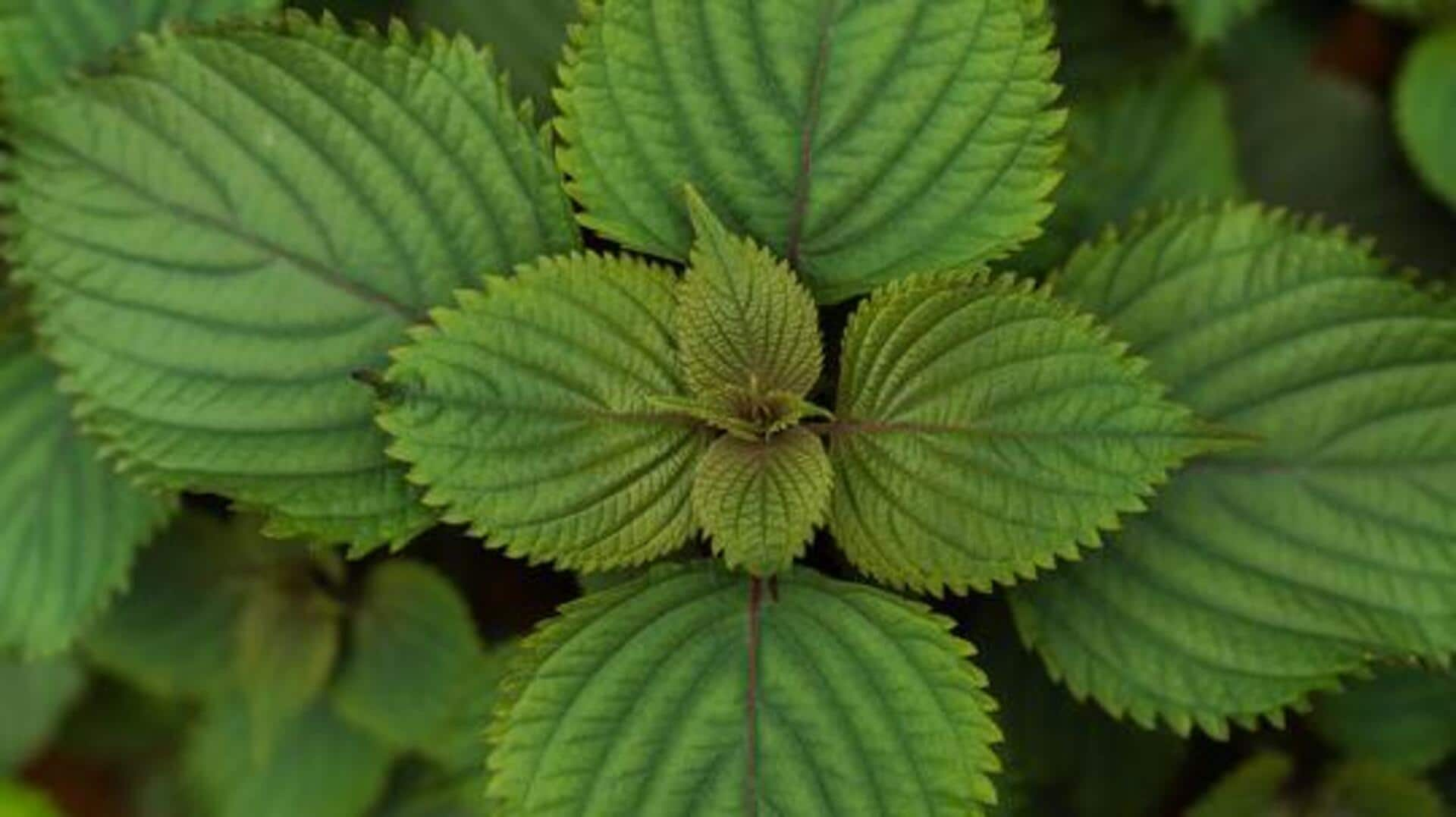 Shiso leaves: Unique ways to elevate your cooking