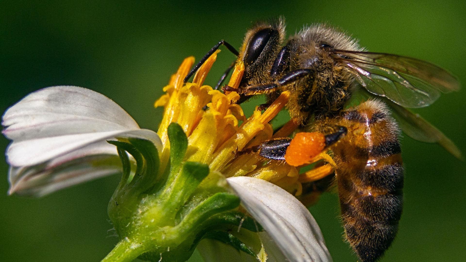 World Bee Day: Why bees are crucial for the ecosystem