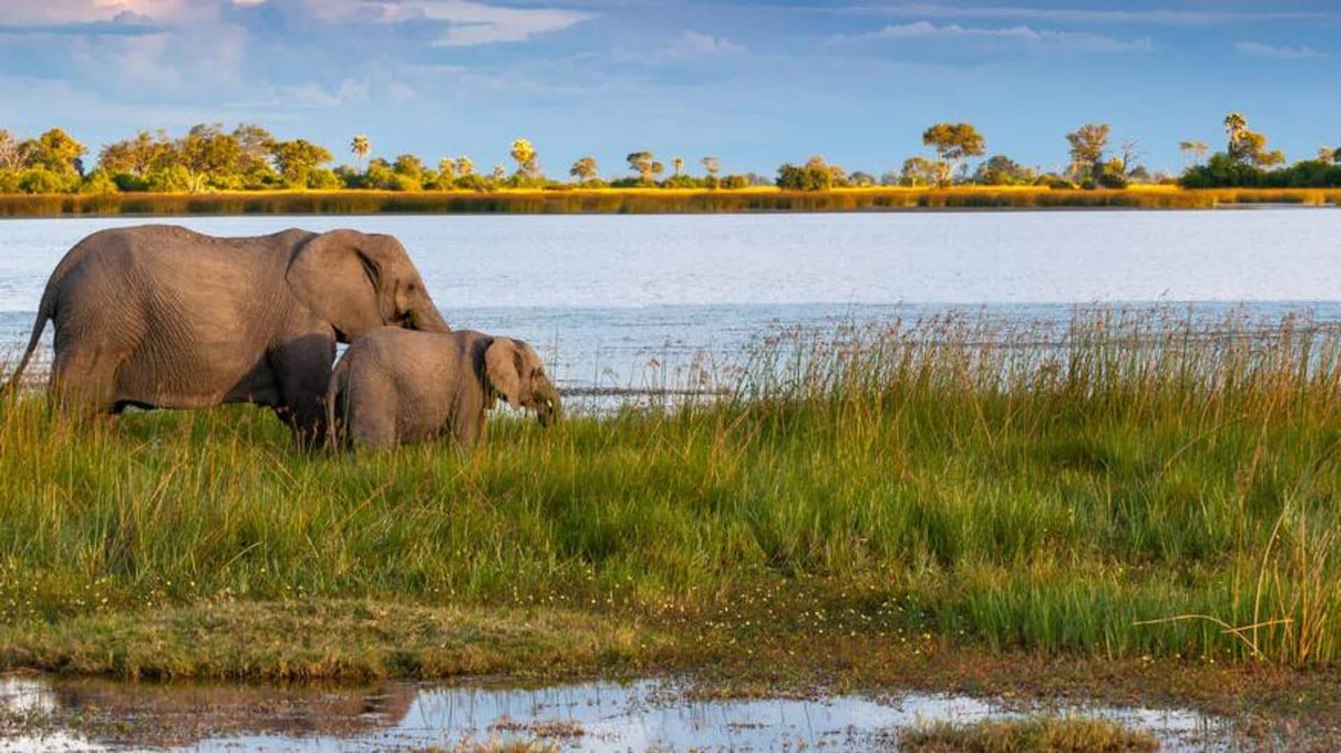 Unveiling Botswana's Okavango Delta: A wildlife sanctuary