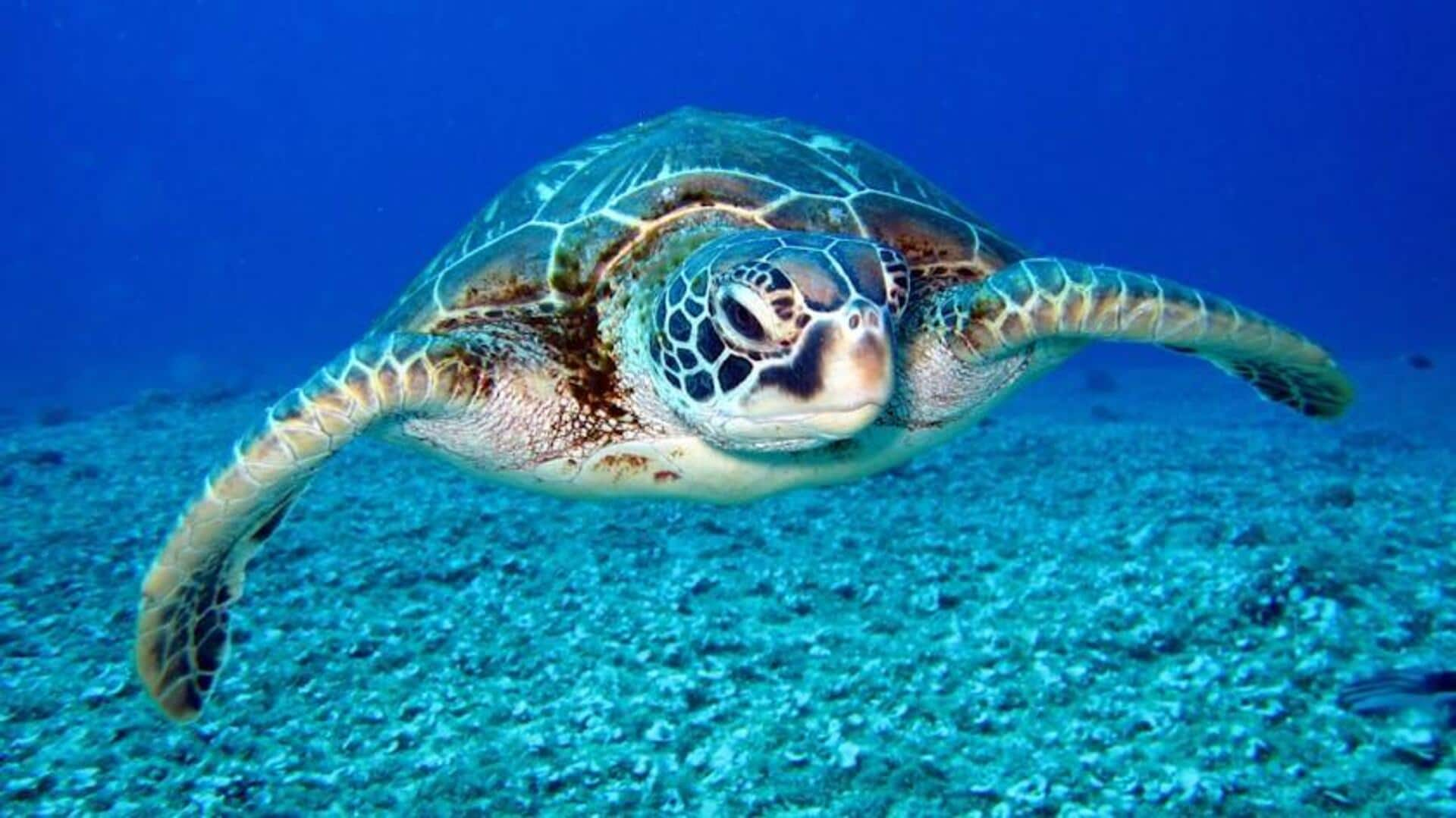 Discover sea turtles on a moonlit beach trek