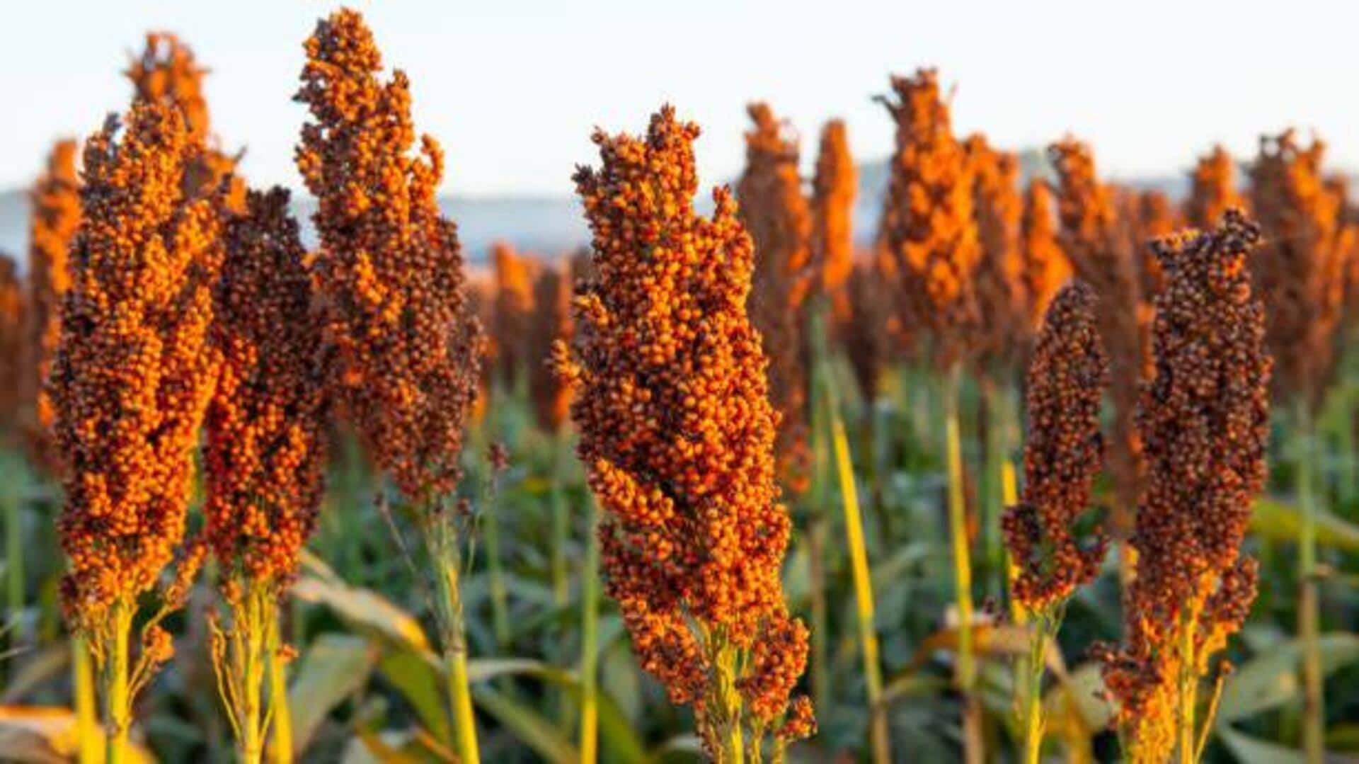 Try these 5 sorghum-based dishes today Try these 5 sorghum-based dishes today