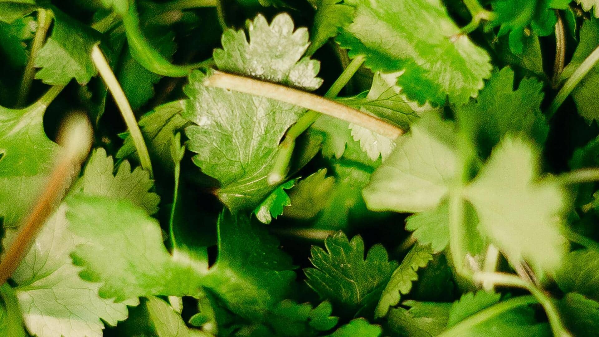 Keep cilantro fresh and flourishing indoors with these easy tips