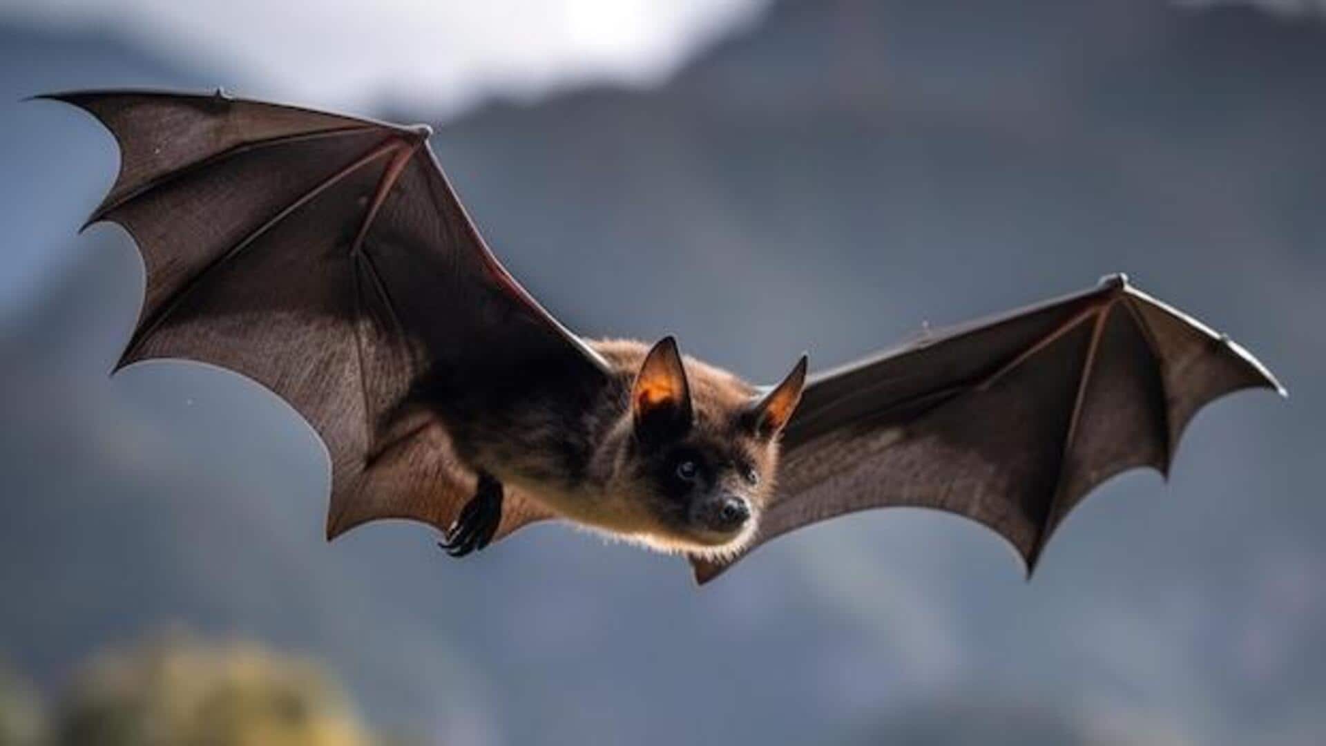 Bat activity goes down at solar farms, finds study