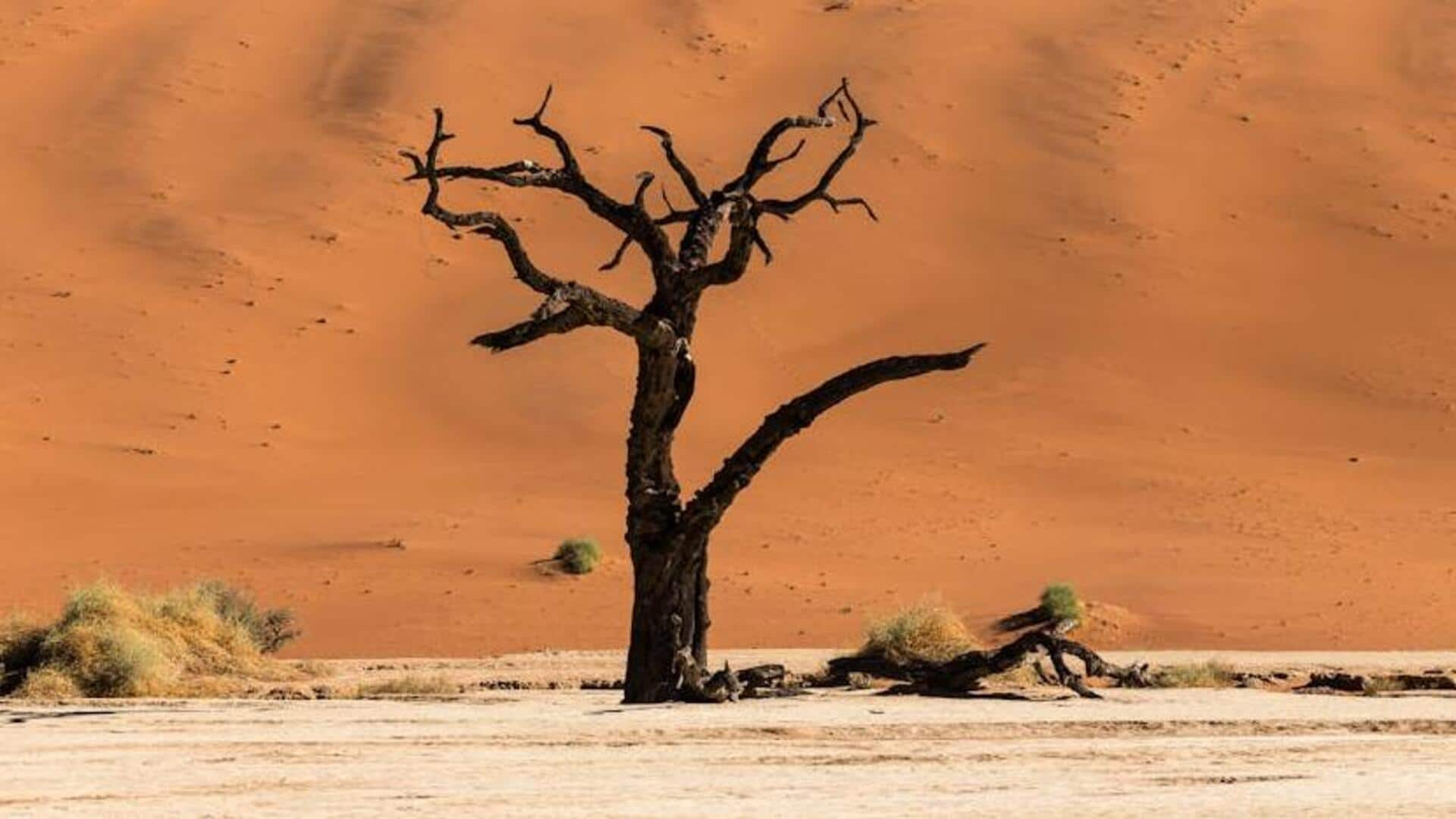 Go for these thrilling adventures in Namibia's Namib Desert