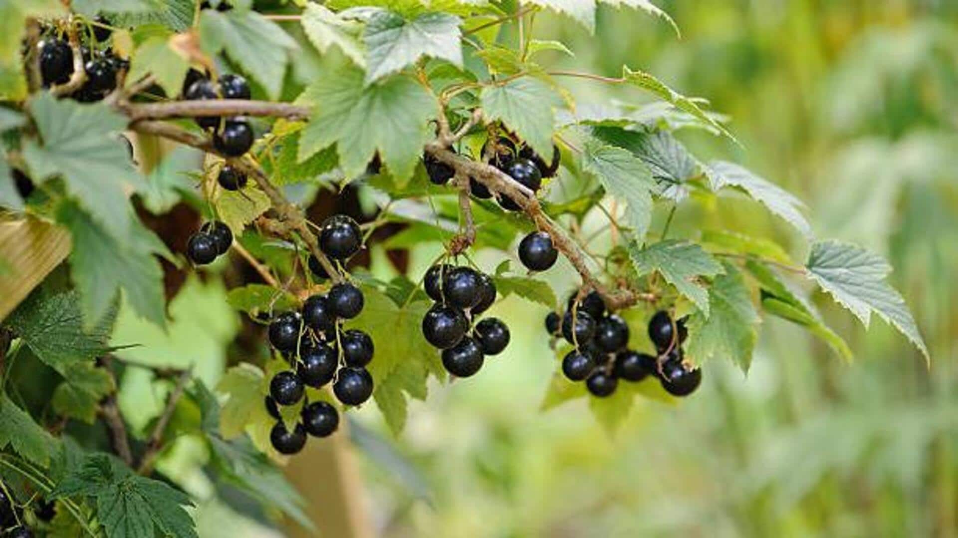 Blackcurrants: Tiny berries with huge health benefits