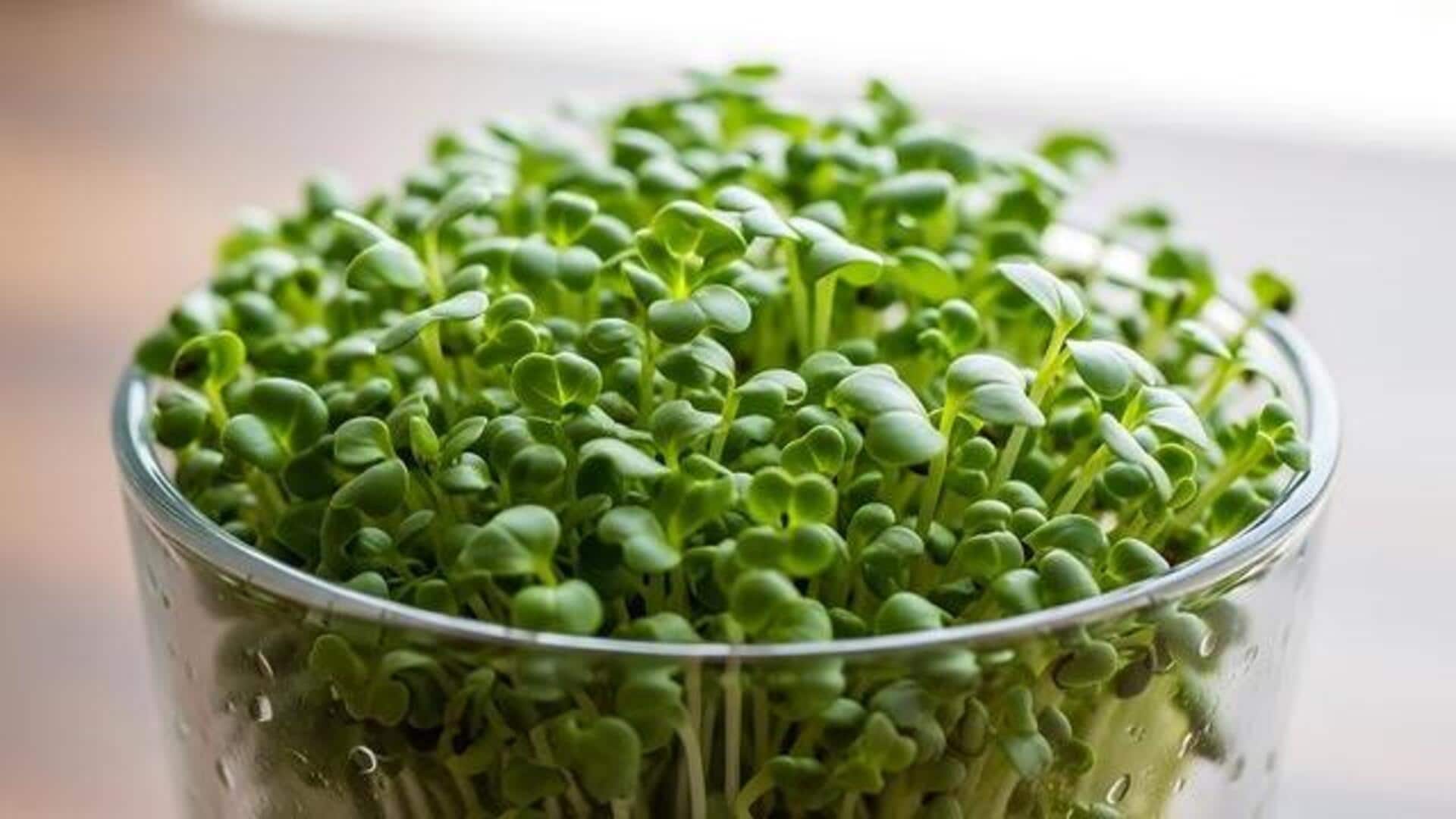 How to grow alfalfa sprouts at home