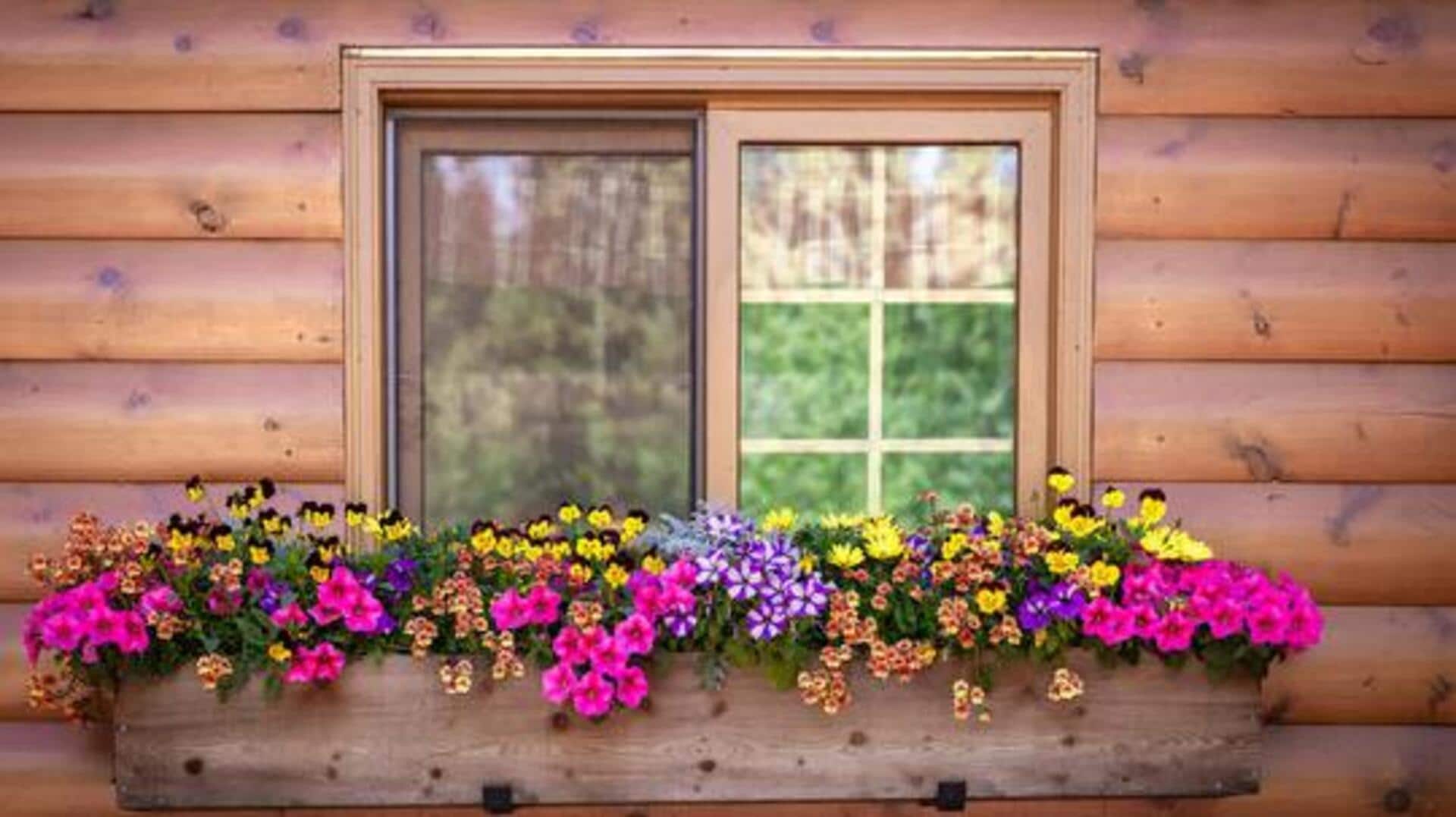 How to choose flowers for window boxes