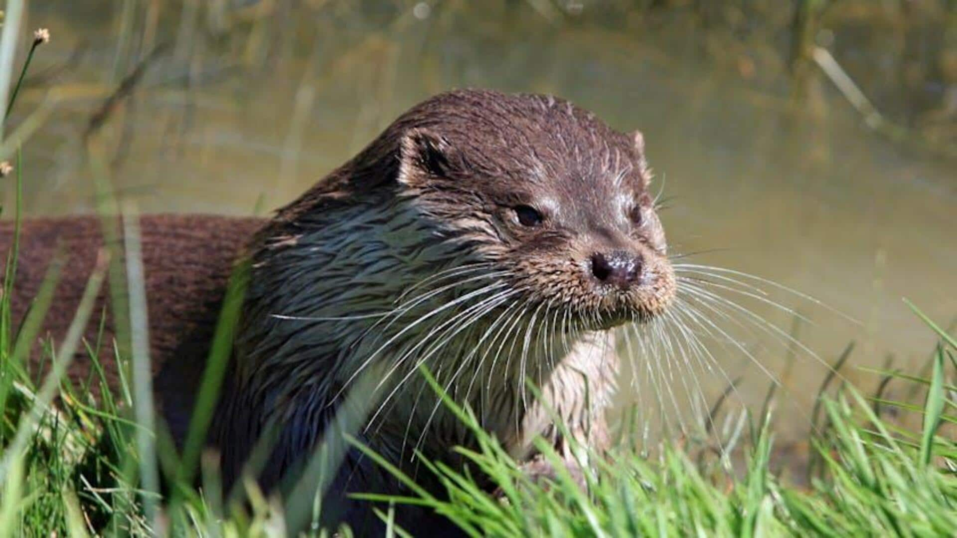 Otter spotting canoe trails: Wildlife water safaris