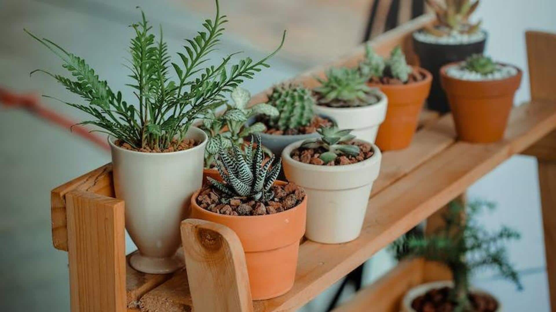 Winter care hacks for your indoor plants