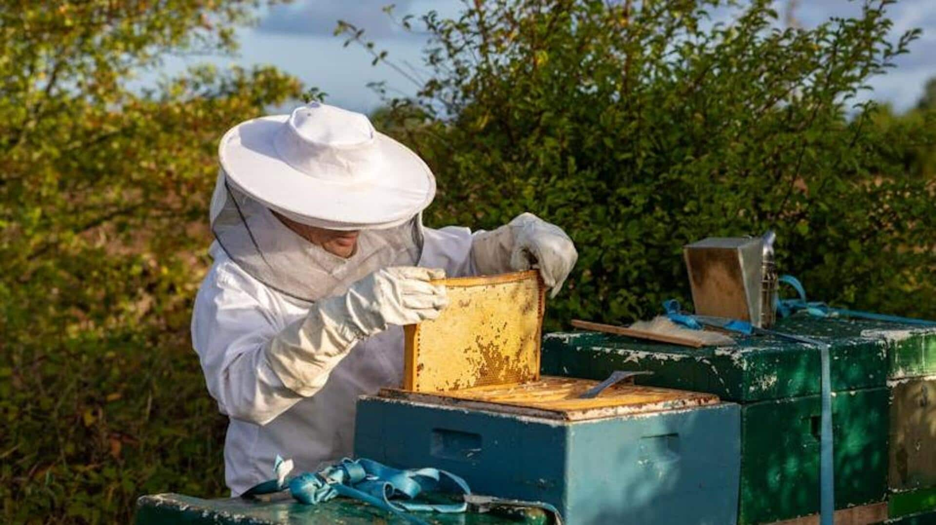 Unveiling Slovenia's beekeeping and wildflower heritage