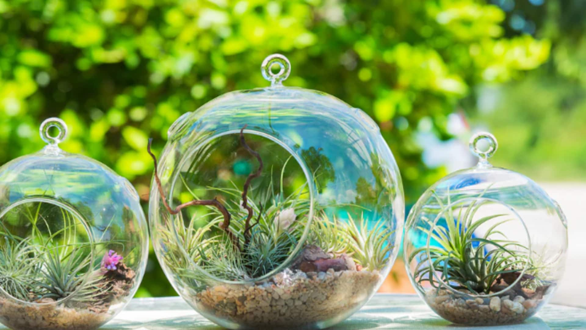 A guide to budget-friendly DIY plant terrariums