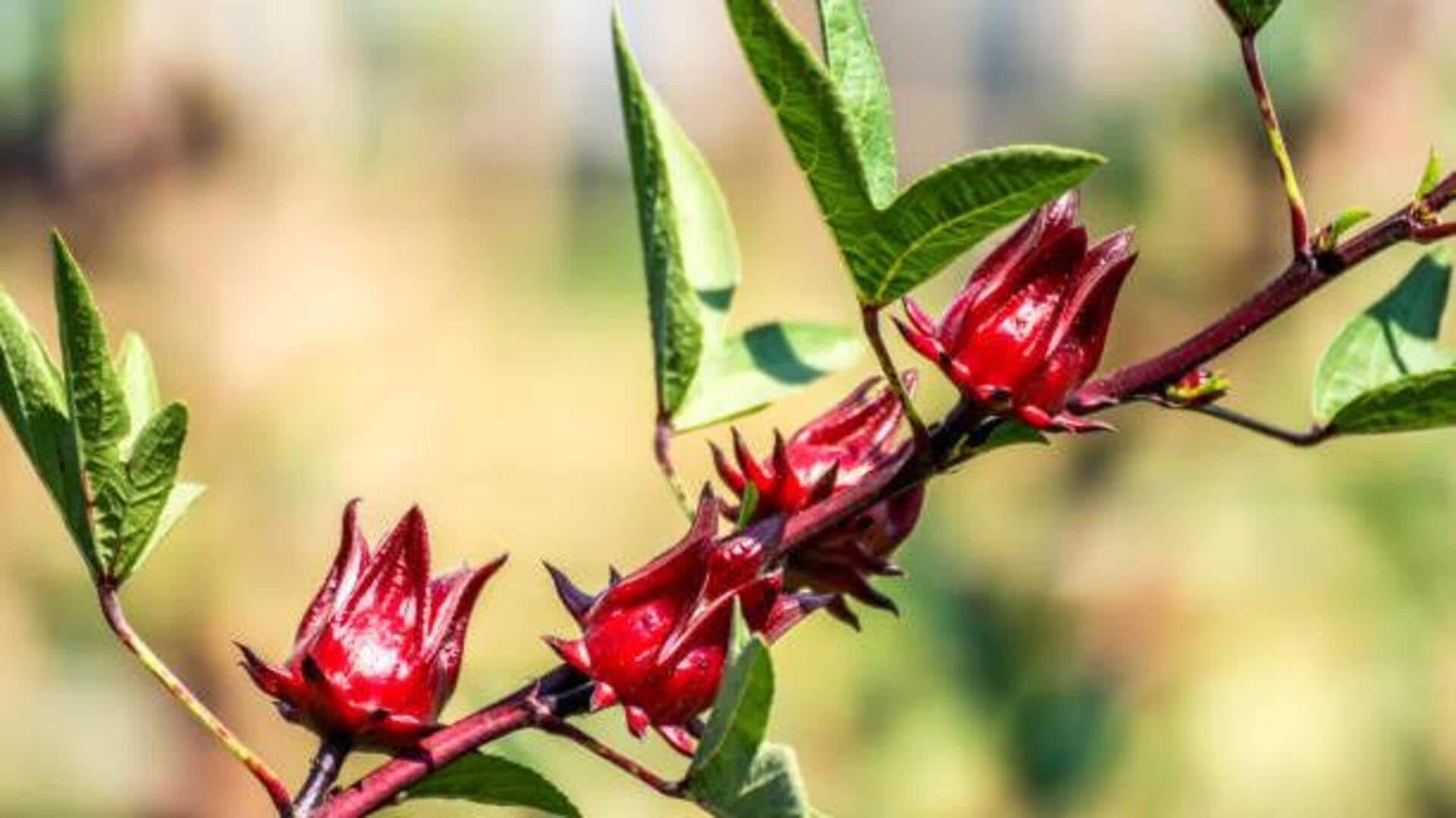 How to use roselle leaves in your recipes 