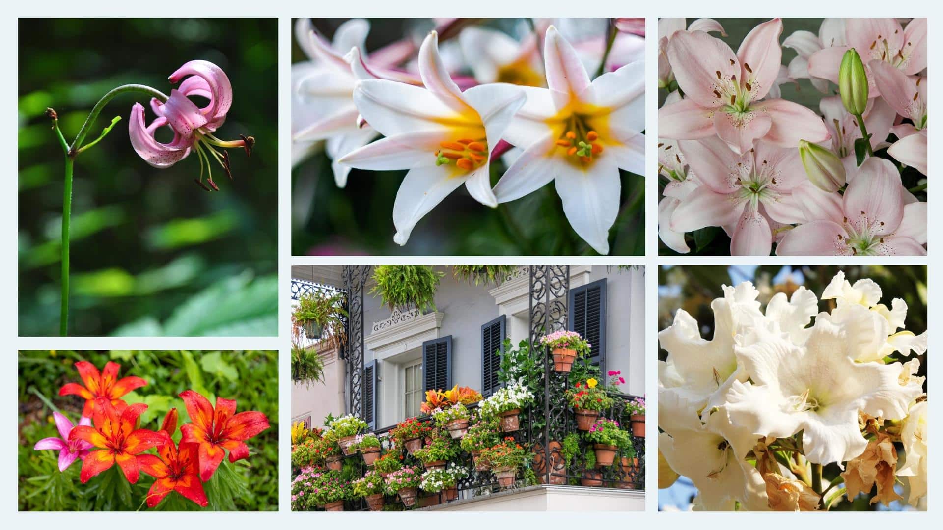5 beautiful lilies that you can grow on your balcony