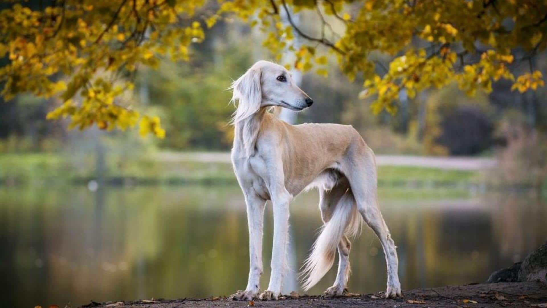 Got a Saluki at home? Note its athletic care tips