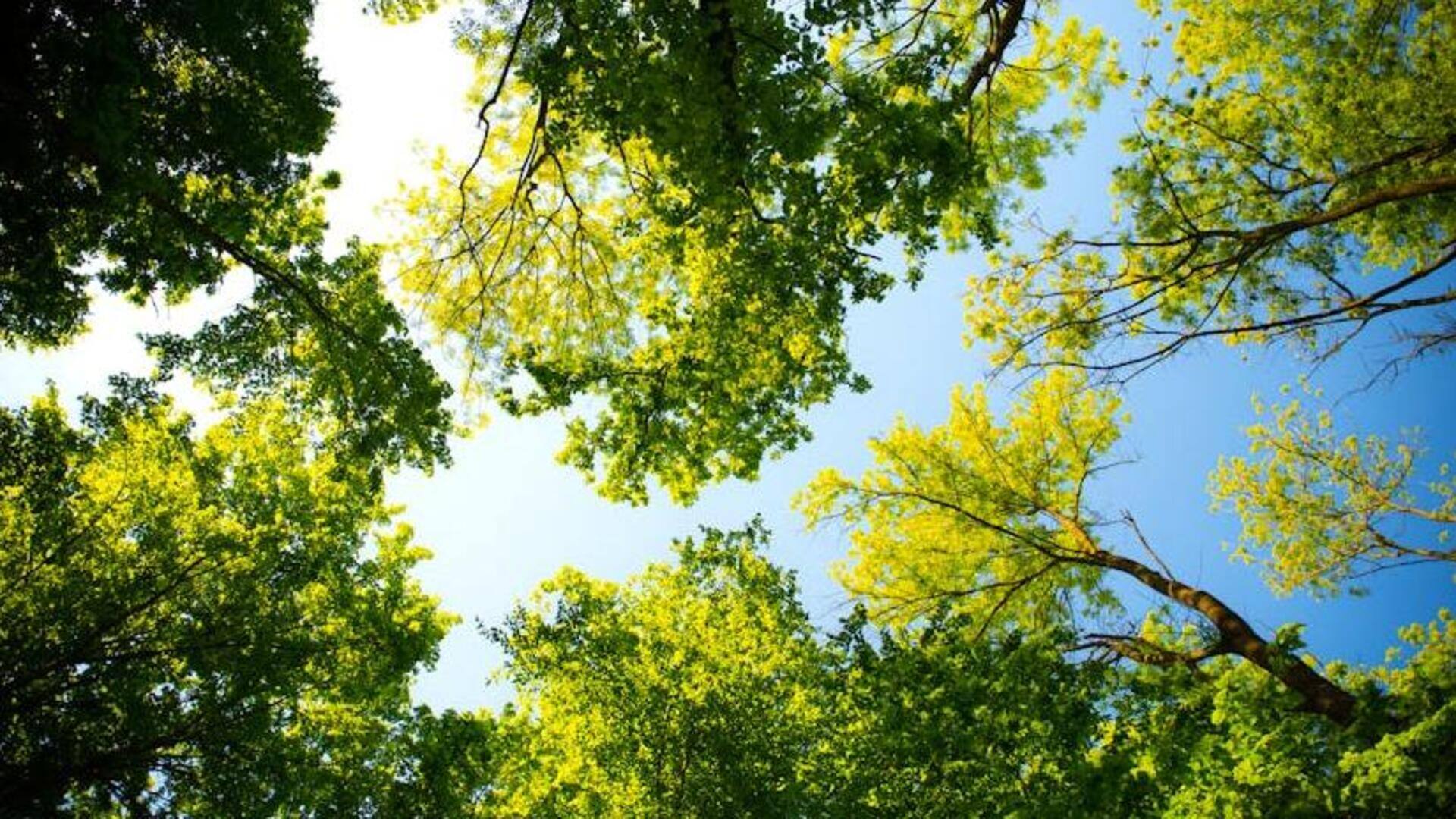 Trees are causing air pollution in Los Angeles, finds study