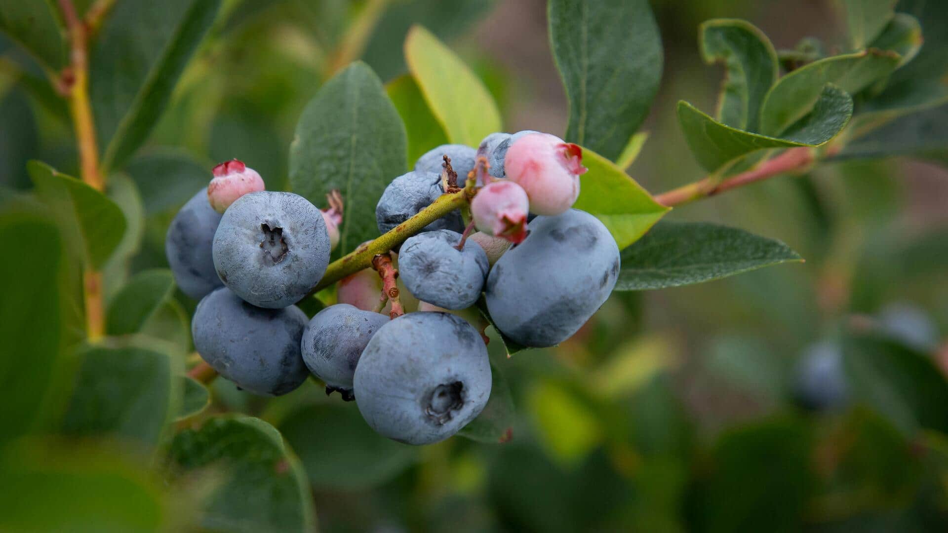 Want a healthier smoothie? Add this ingredient