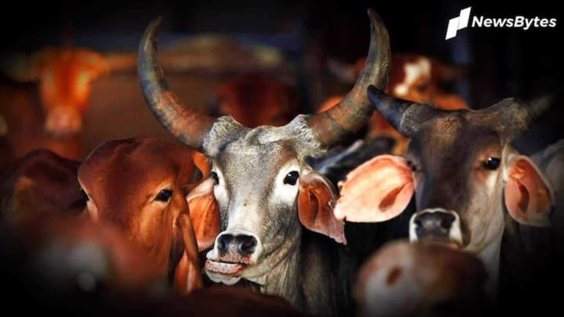 Tensions mount in Tripura's Gomati district over severed cow's head
