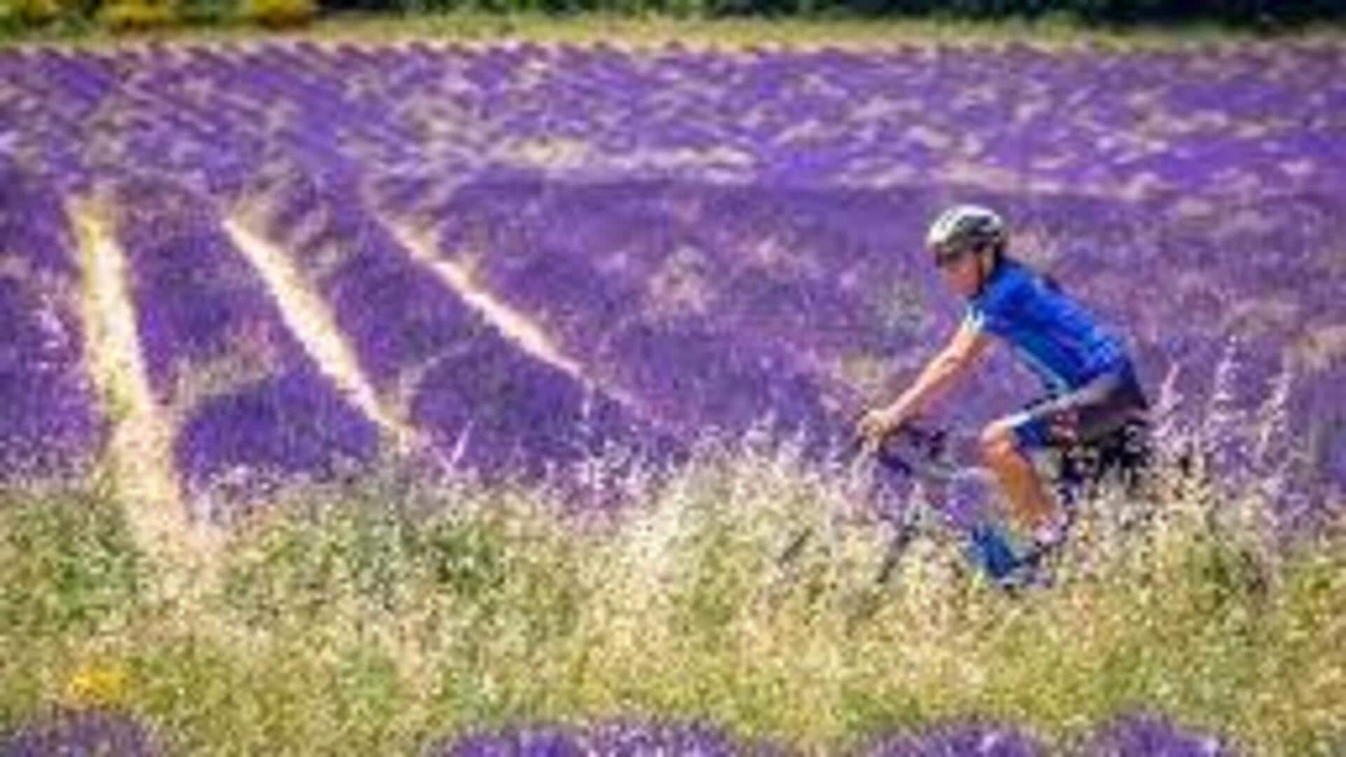 Lavender fields cycling tour: Things to remember