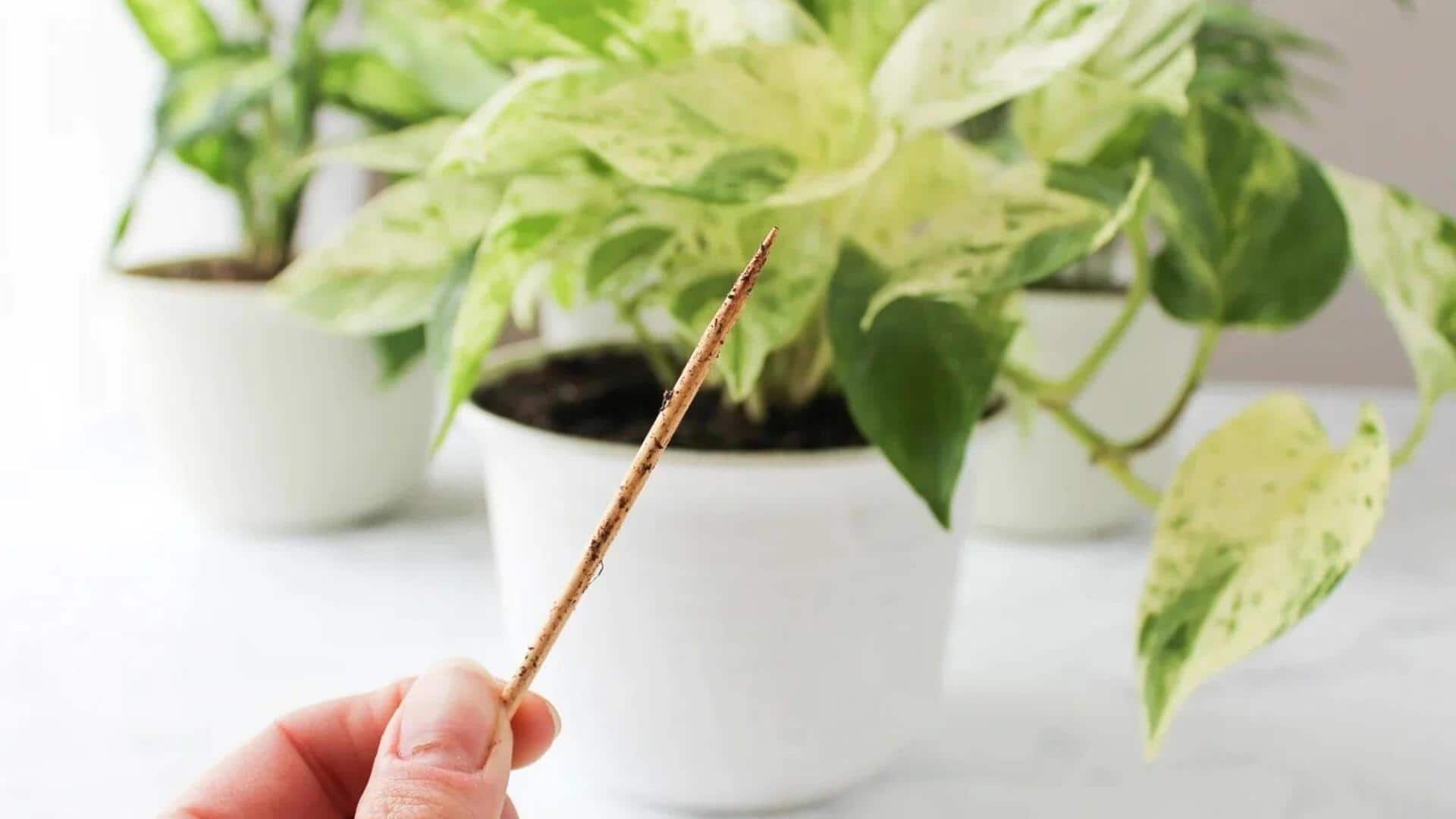 Chopsticks for plants: A must-try gardening hack Chopsticks for plants: A must-try gardening hack