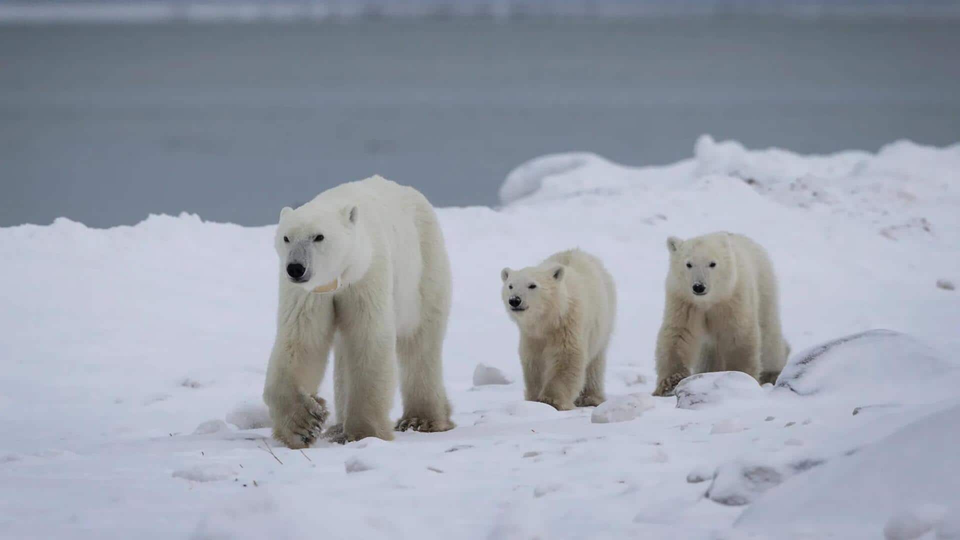 Polar bear adopts orphaned cub, rare phenomenon observed in Canada