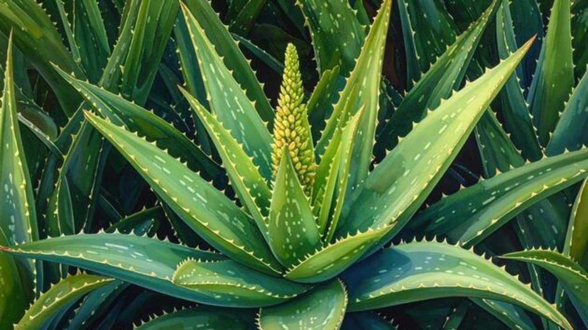 5 delicious ways to cook with aloe vera 