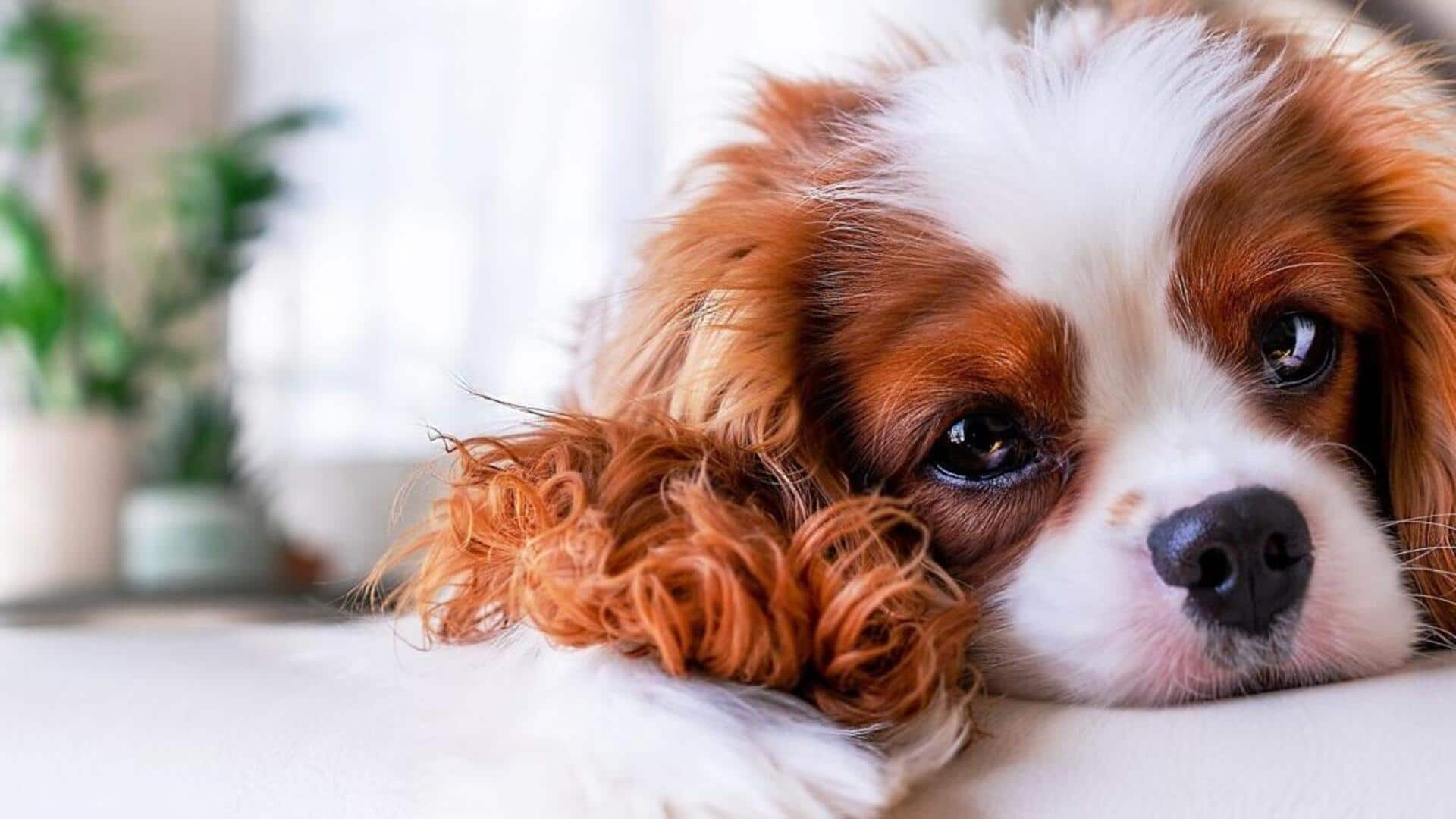 Cavalier King Charles Spaniel exercise guide