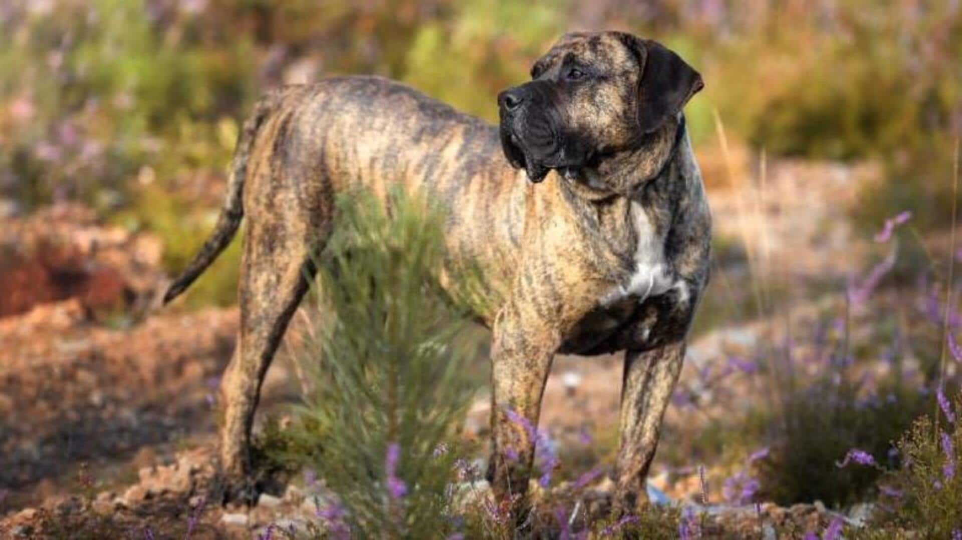 How to make your Presa Canario dog's diet healthy