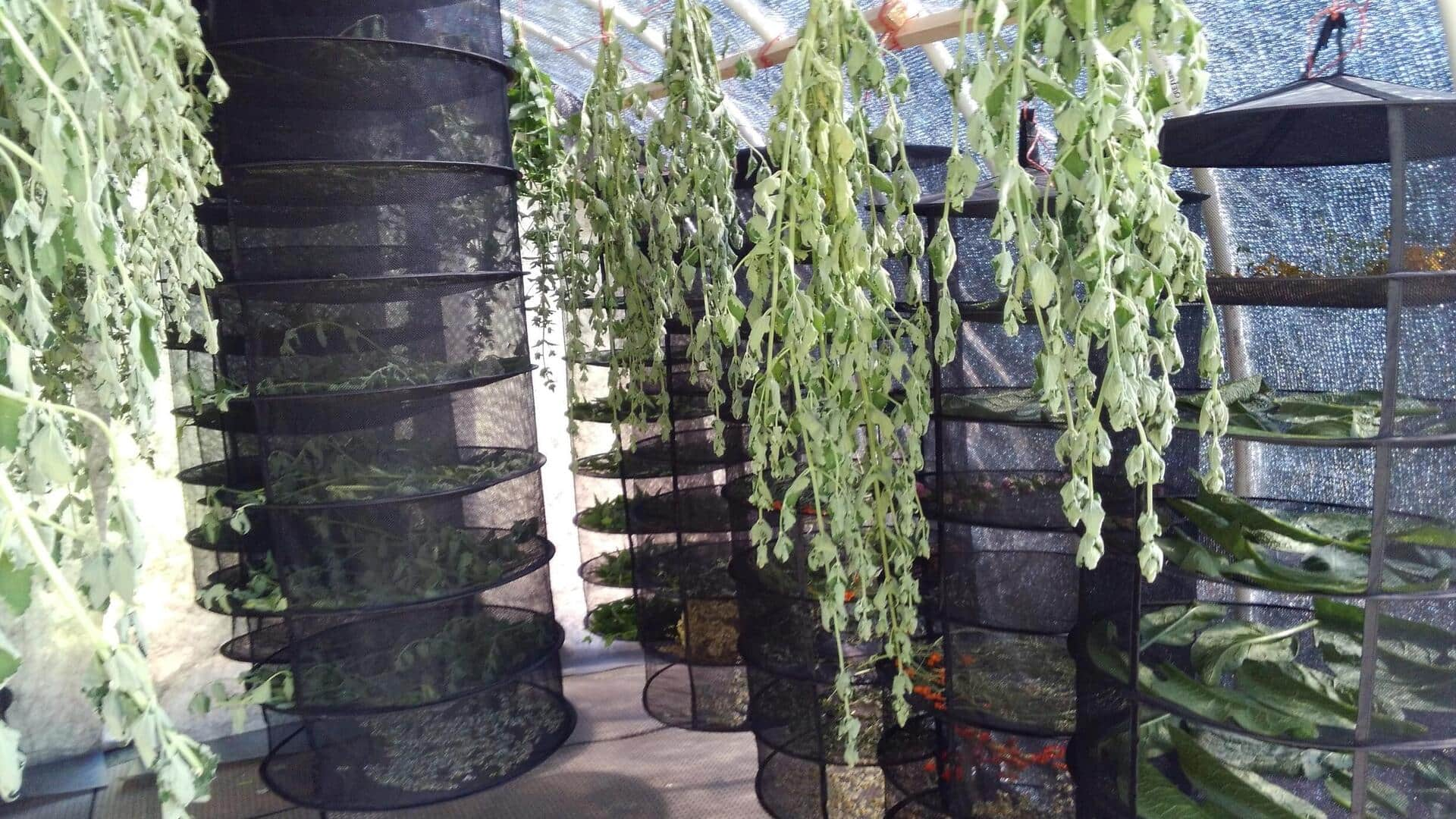 Top tips to declutter your herb drying room