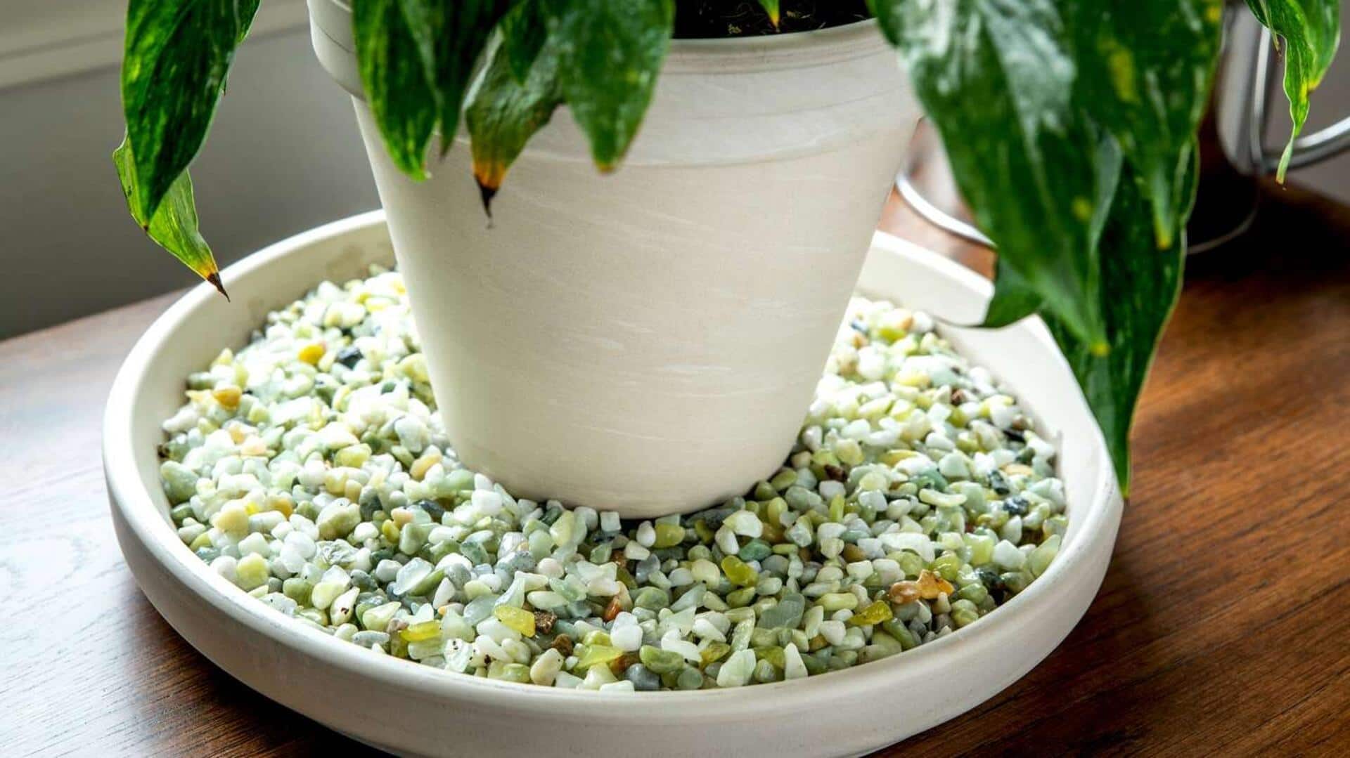How to create plant humidifiers at home How to create plant humidifiers at home