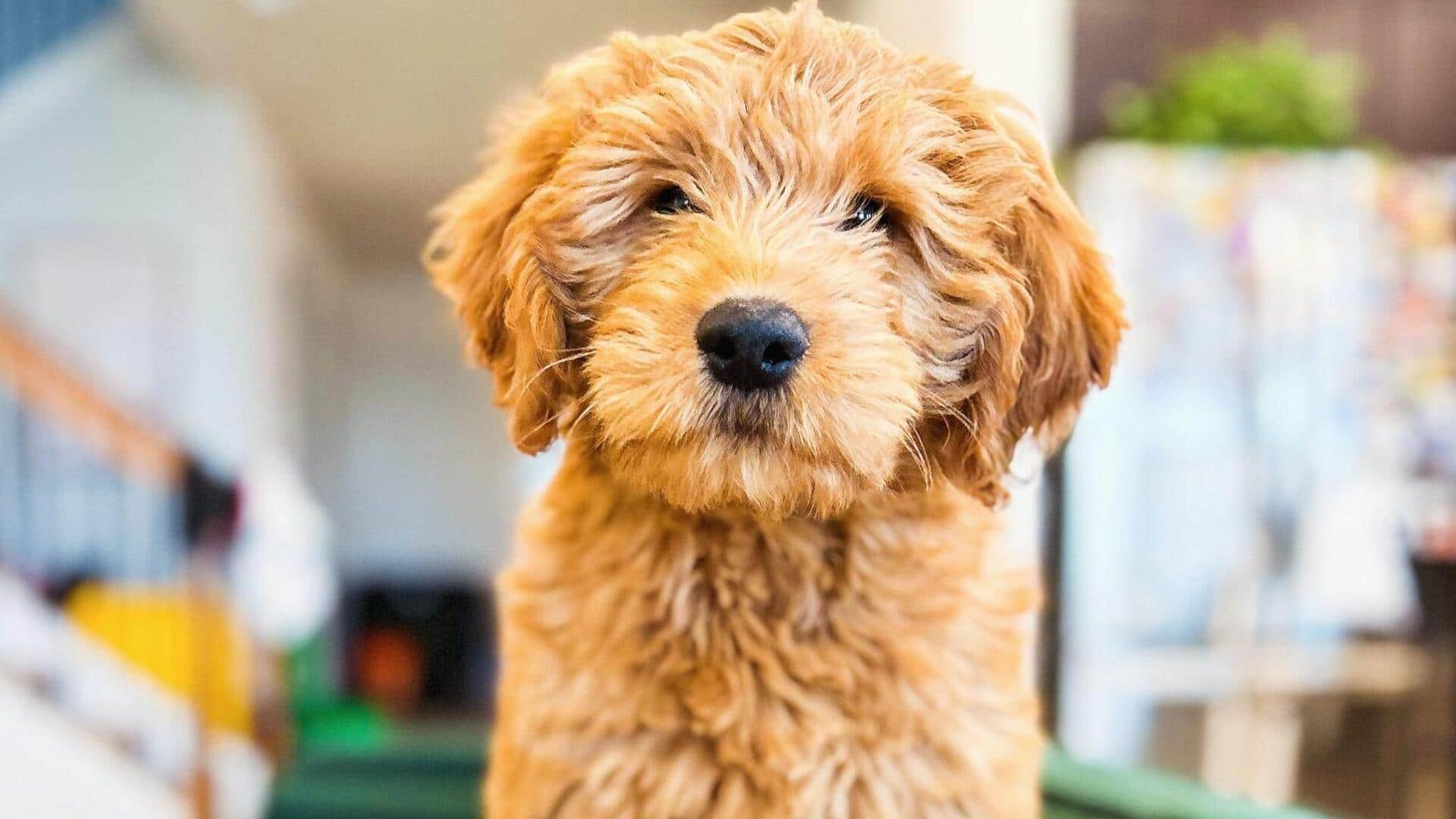 How to care for your Golden Doodle's winter coat