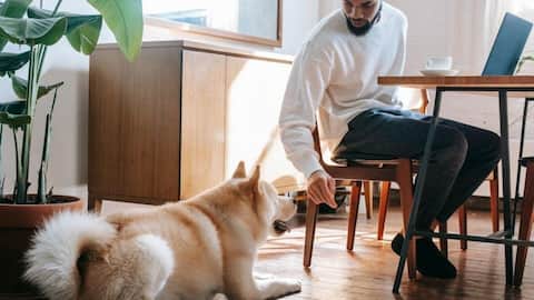How to make your pet's workspace visit a success