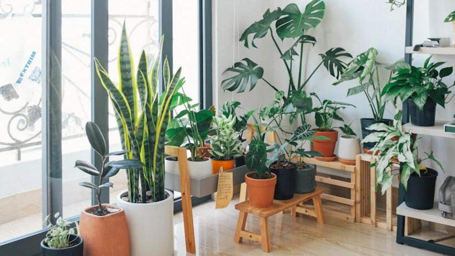How to decorate your room with plants