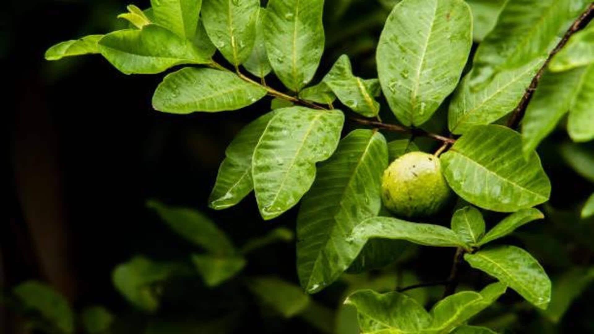 5 amazing uses of guava leaves 5 amazing uses of guava leaves