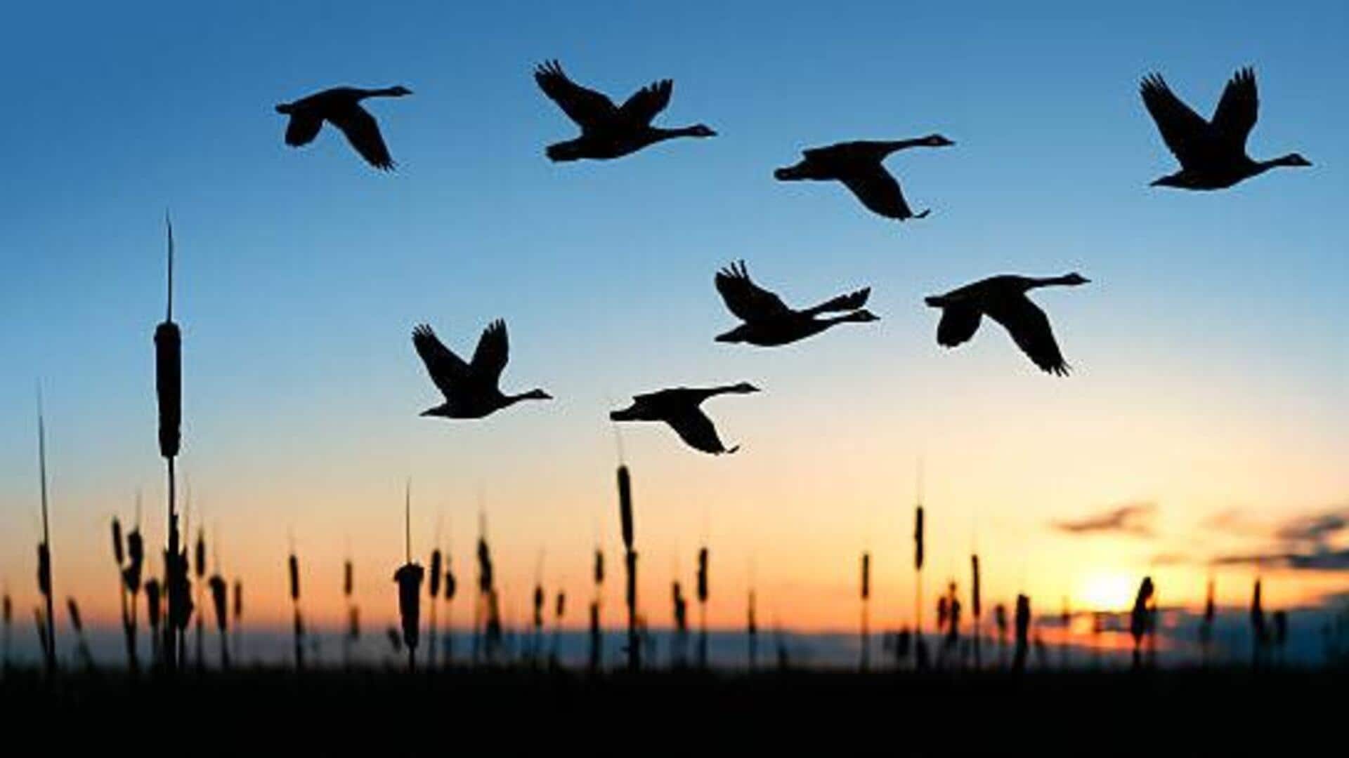 5 wildlife conservation programs across the globe 