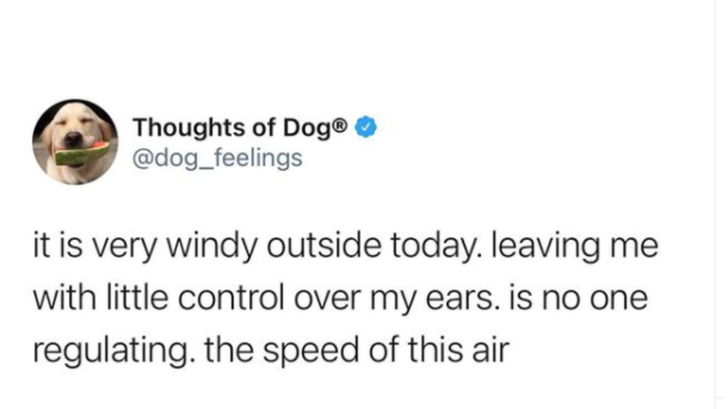 What is 'Thoughts of Dog'? What is 'Thoughts of Dog'?