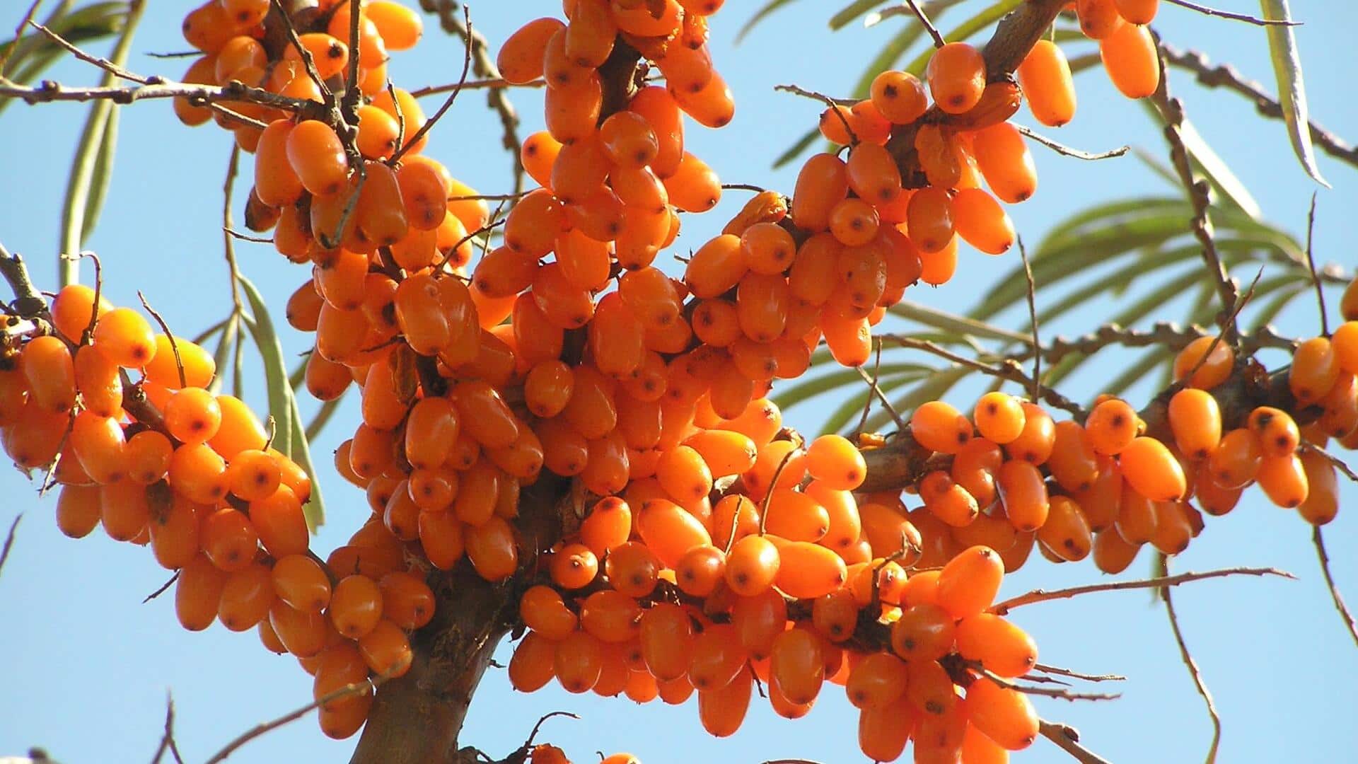 Why sea buckthorn is a nutrient powerhouse you need Why sea buckthorn is a nutrient powerhouse you need