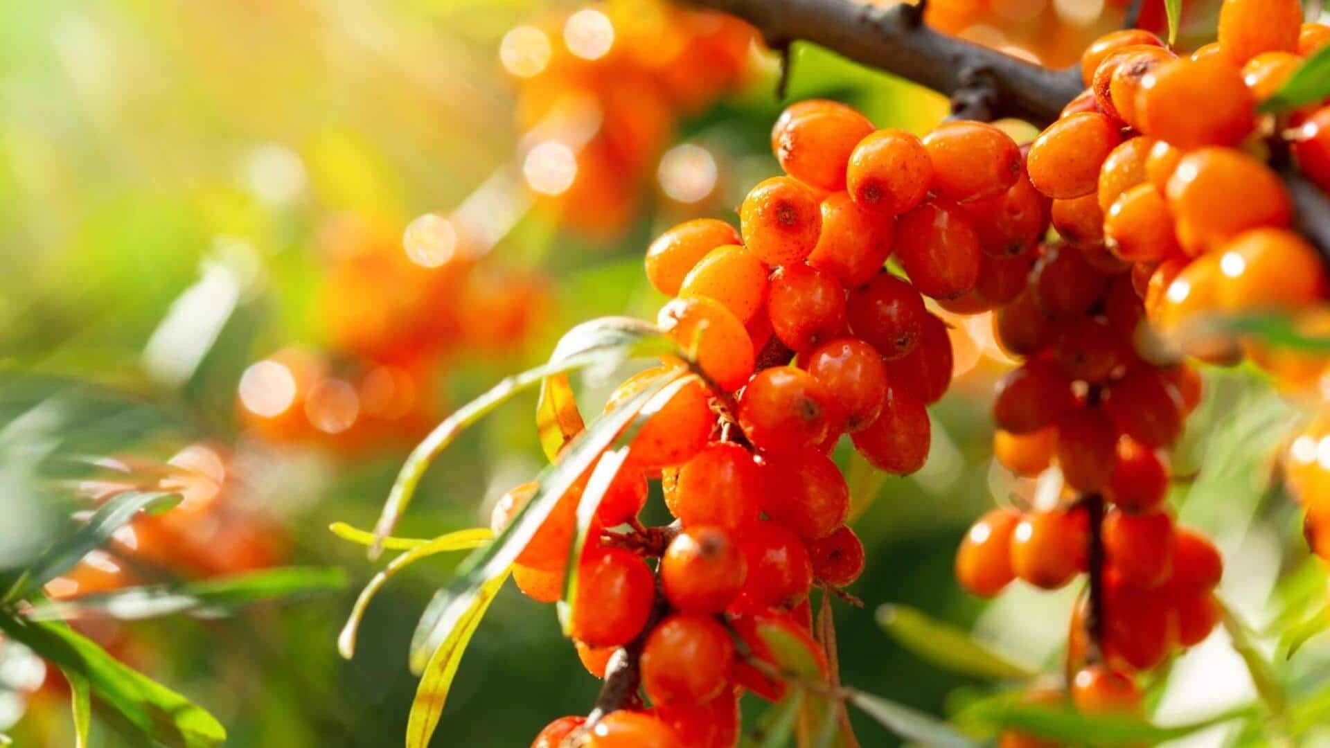 Delicious ways to cook with sea buckthorn berries