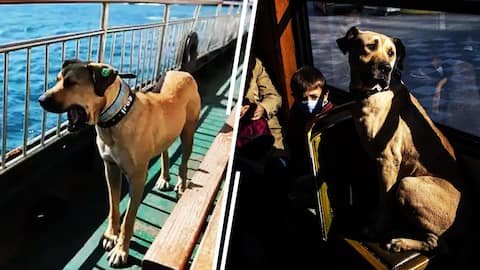 Boji, an Istanbul dog travels alone daily in ferries, trams