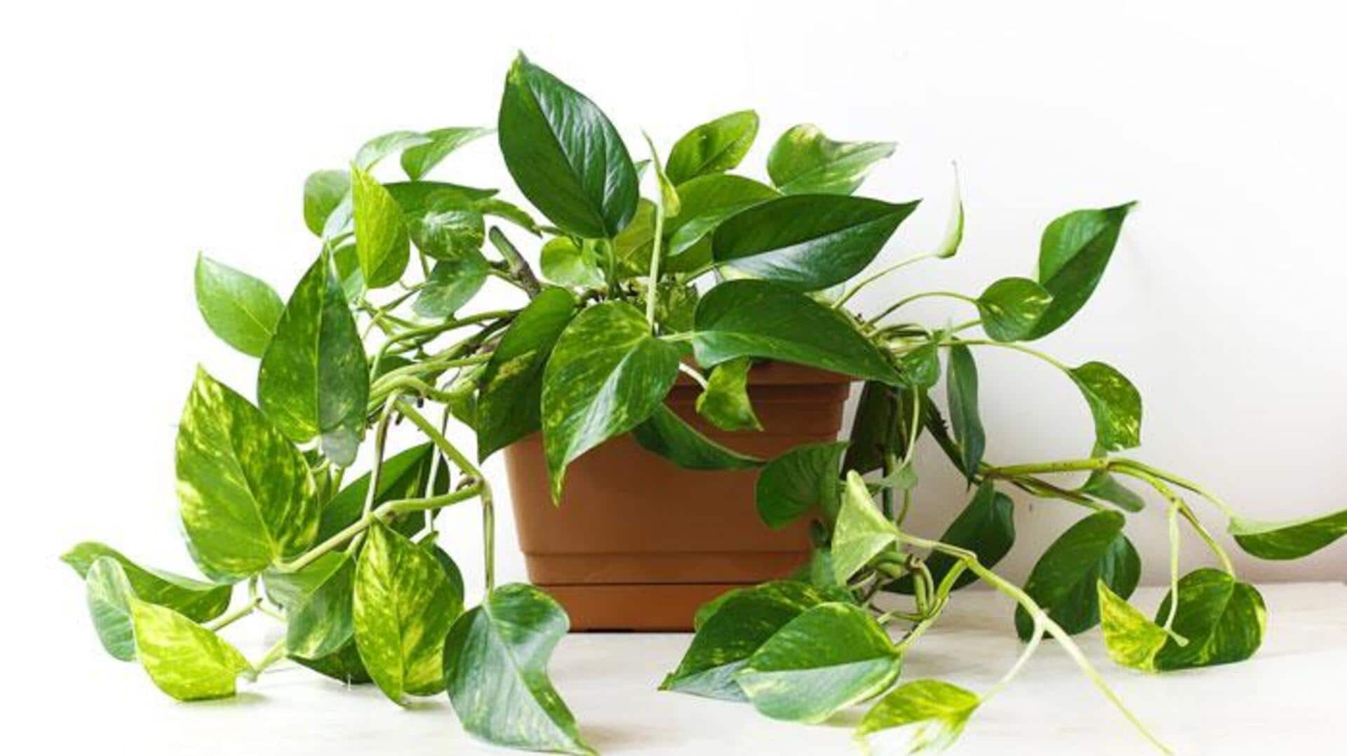 How to keep your money plant's leaves spotless